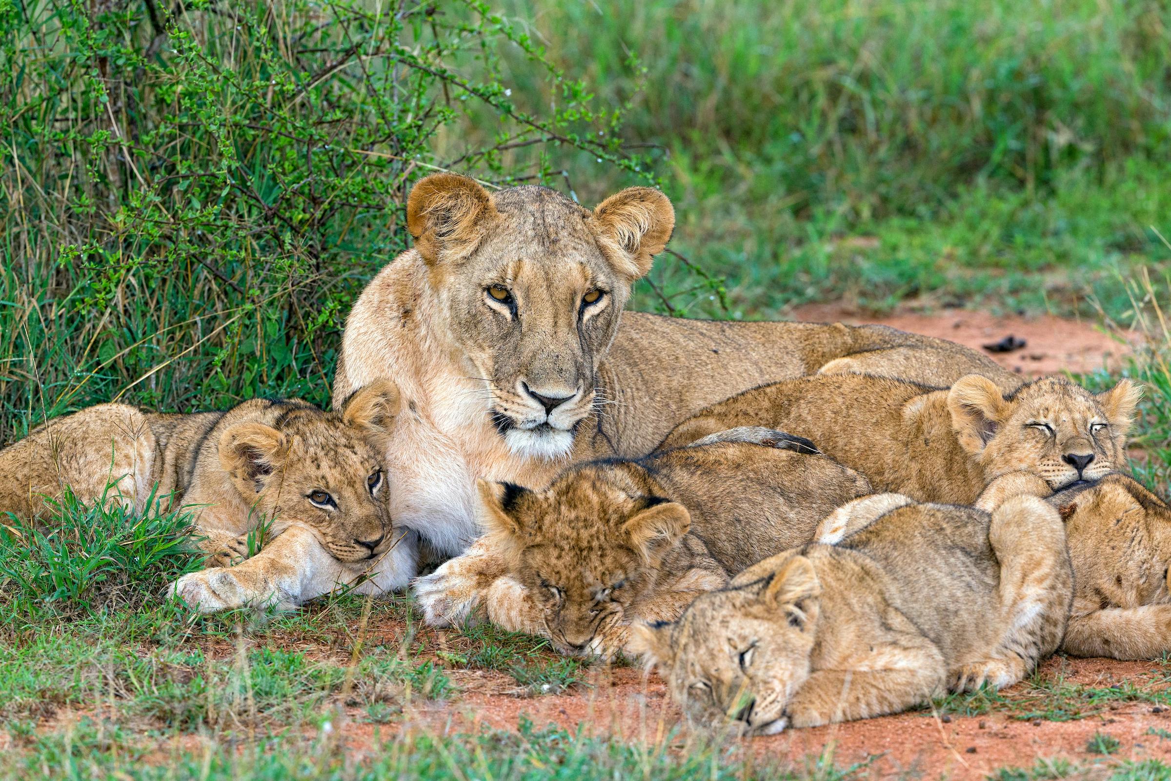 A Lion Cub Crèche