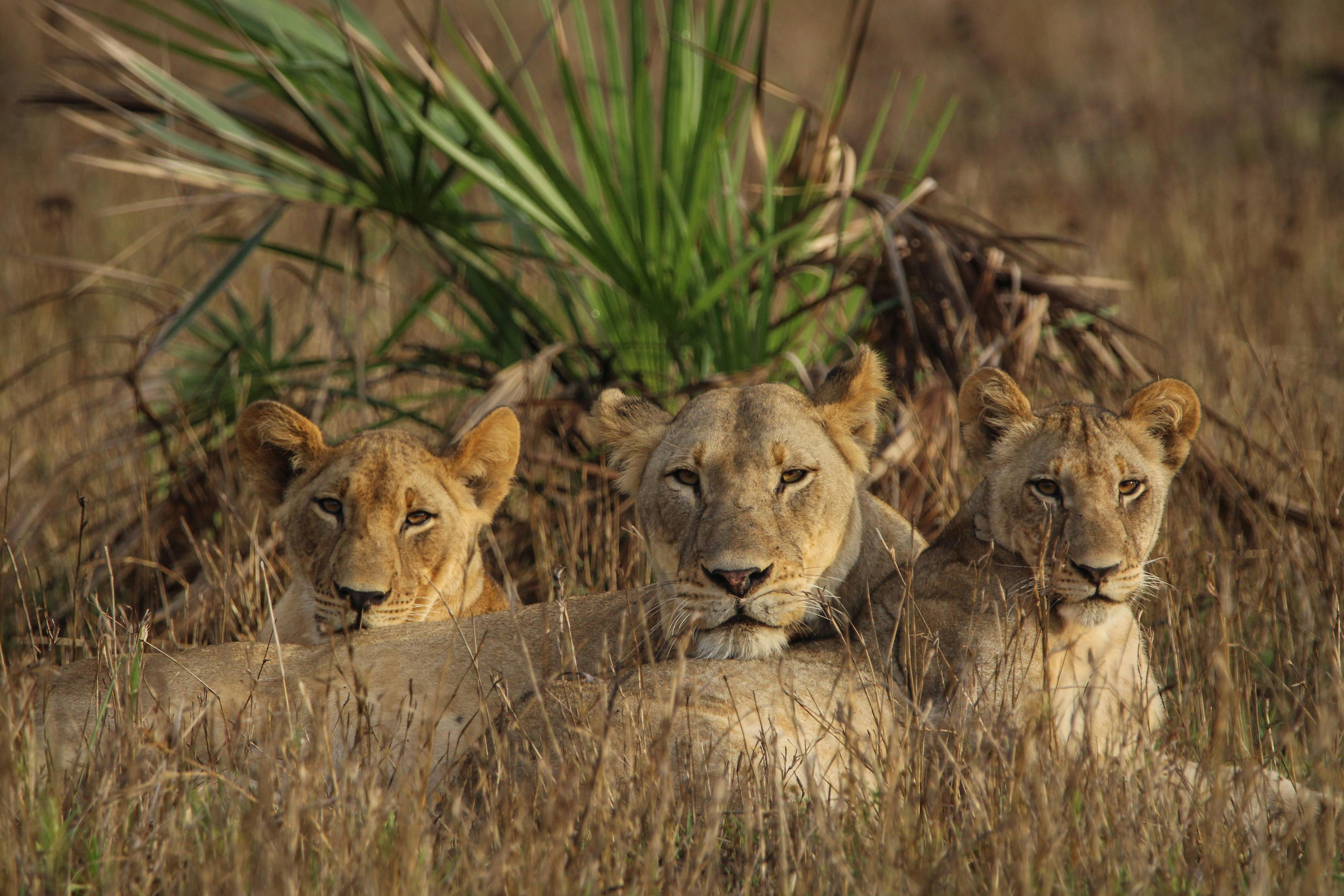 Explore the Latest LRF Grants to Protect Lions