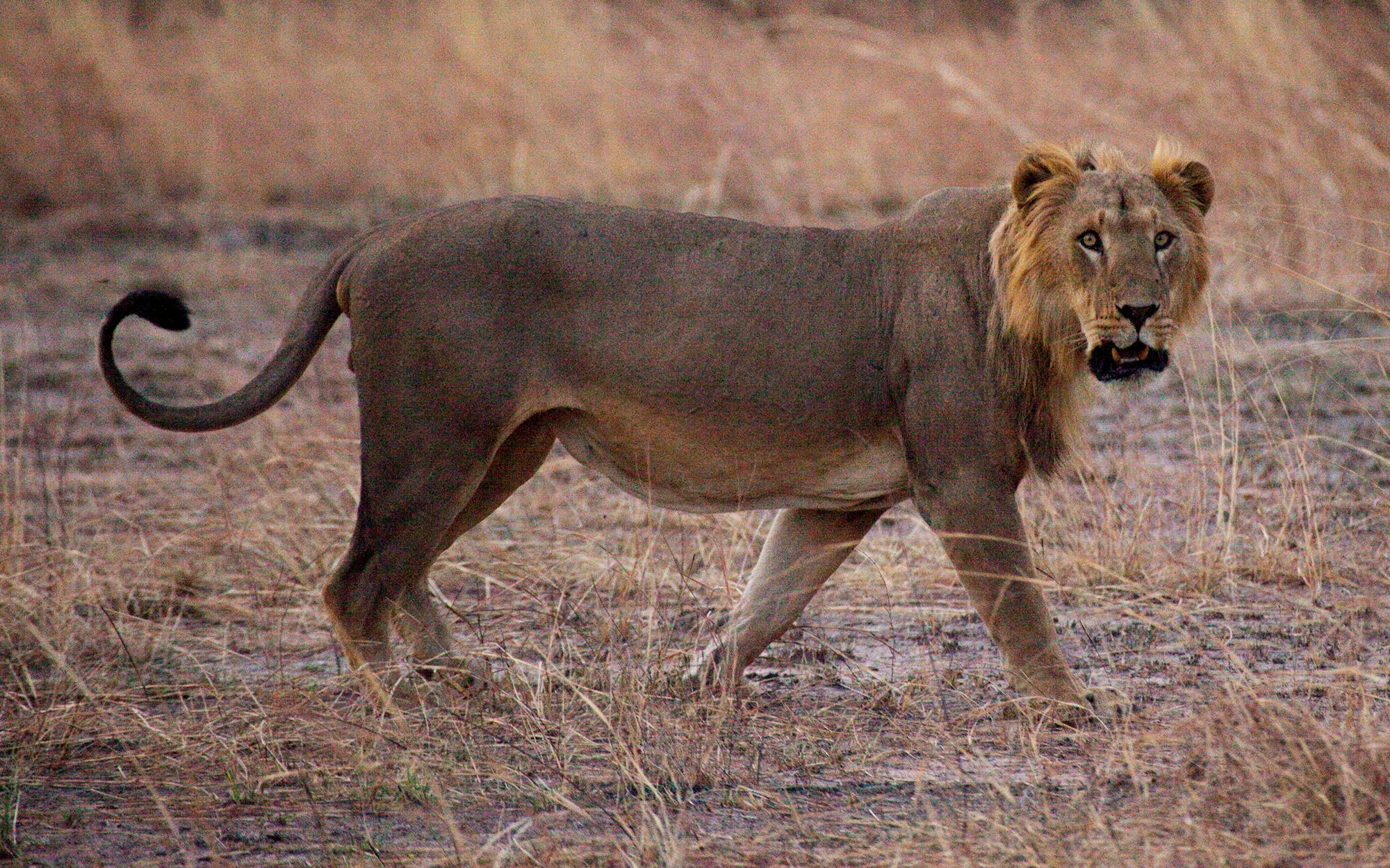 Securing the stronghold of the West African lion