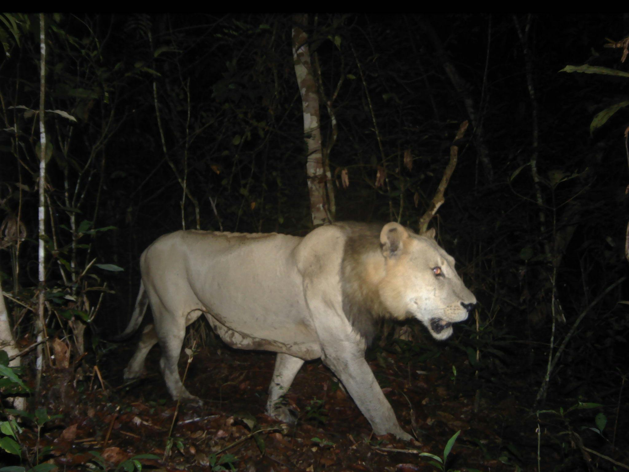 No longer extinct: returning lions to Gabon