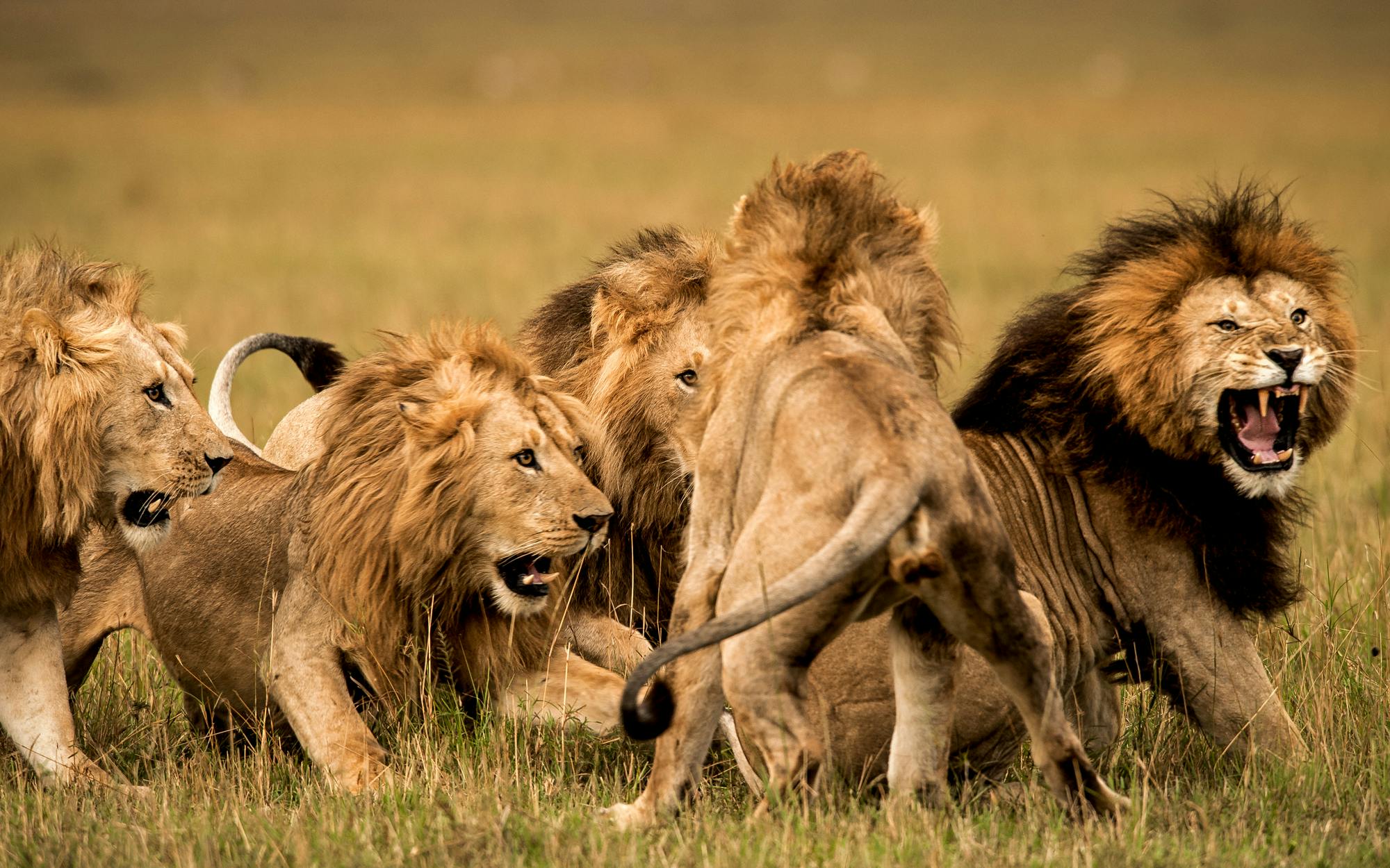 PRIDE OF LIONS - JapaneseClass.jp