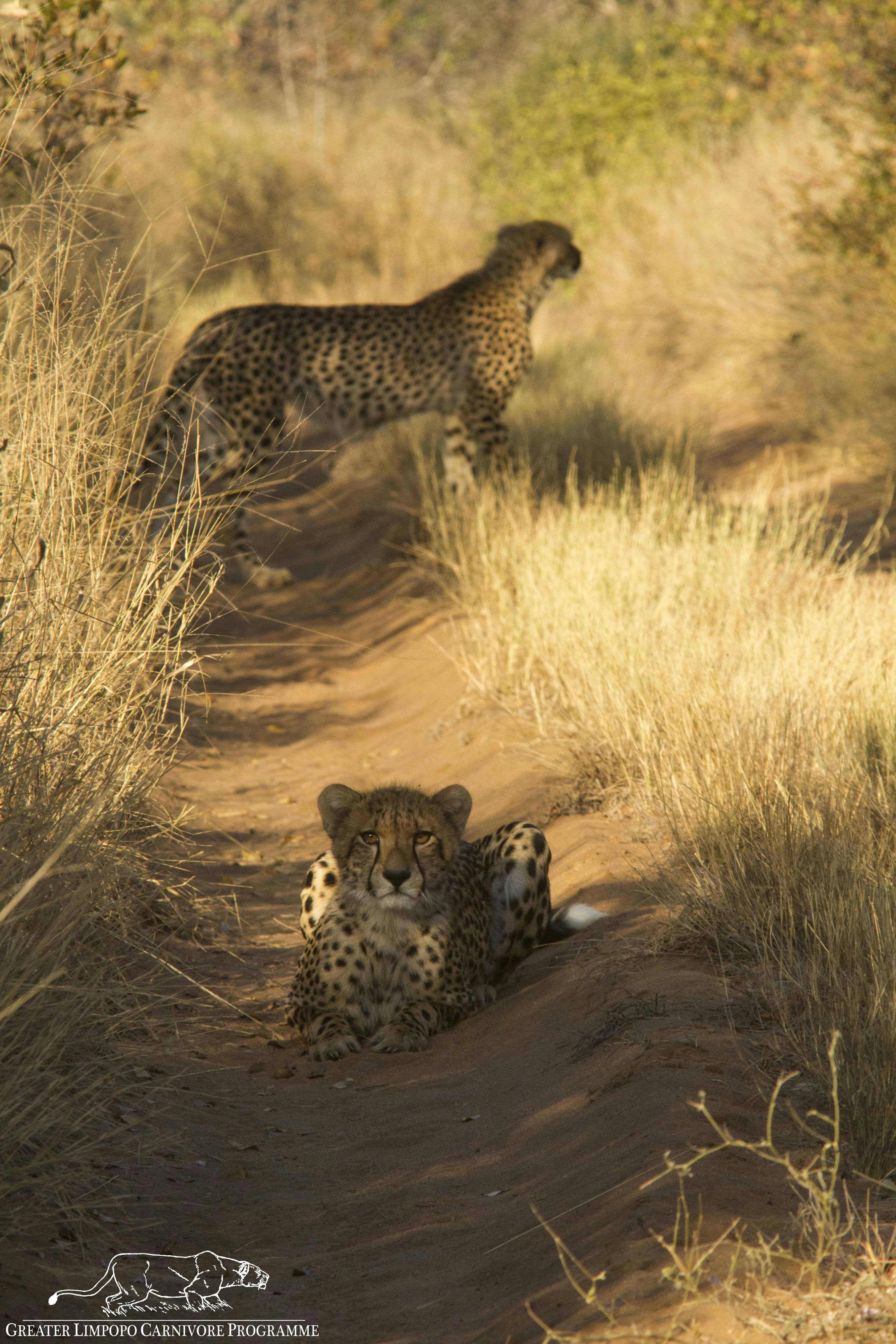 Cheetahs in Limpopo NP