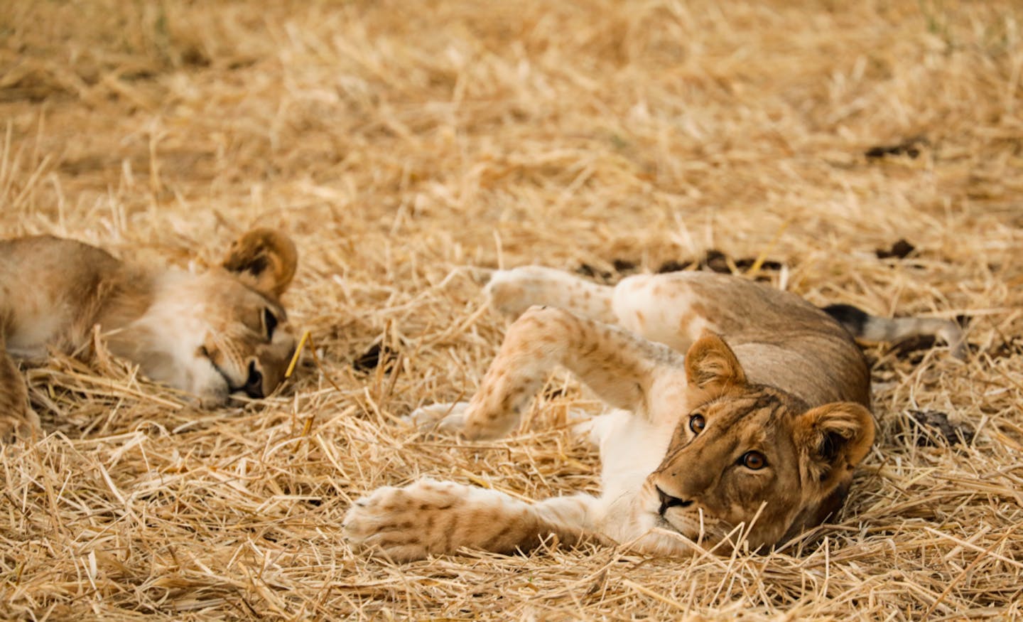 Diverse, beautiful, threatened Cameroon | Lion Recovery Fund