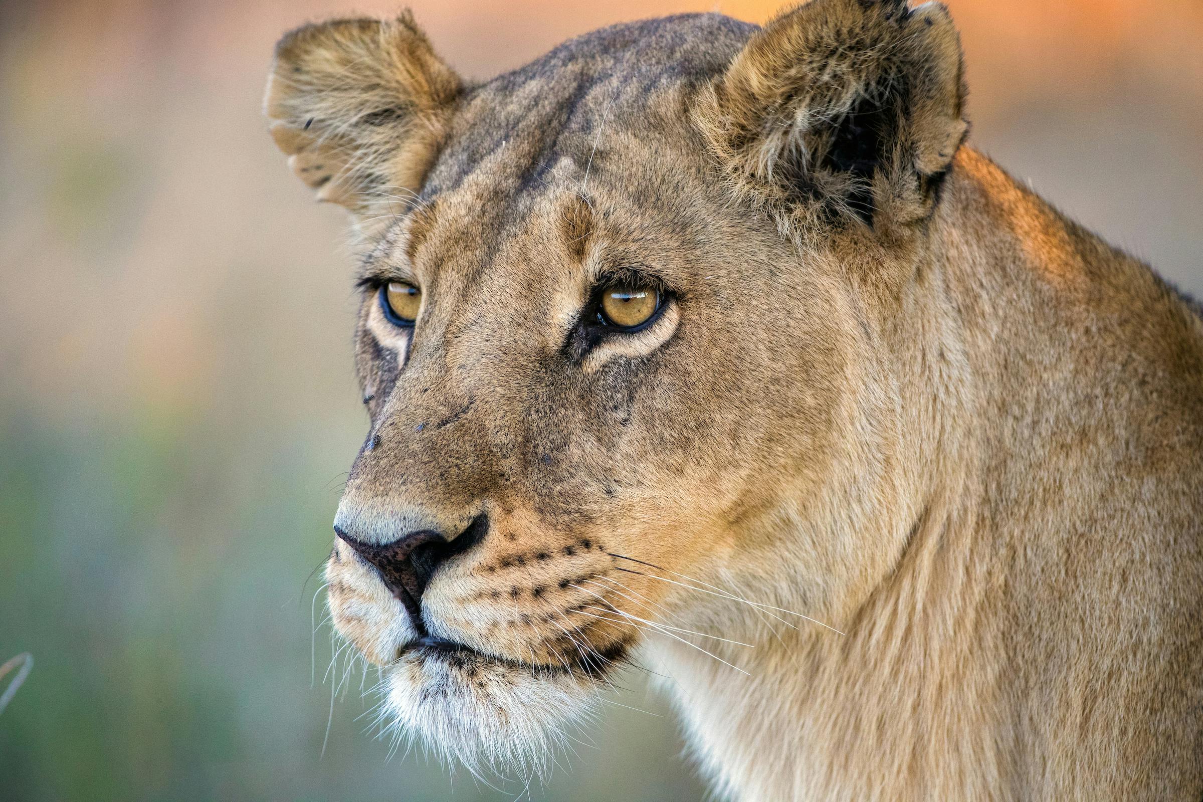 Supporting Lion Conservation and the New Big 5