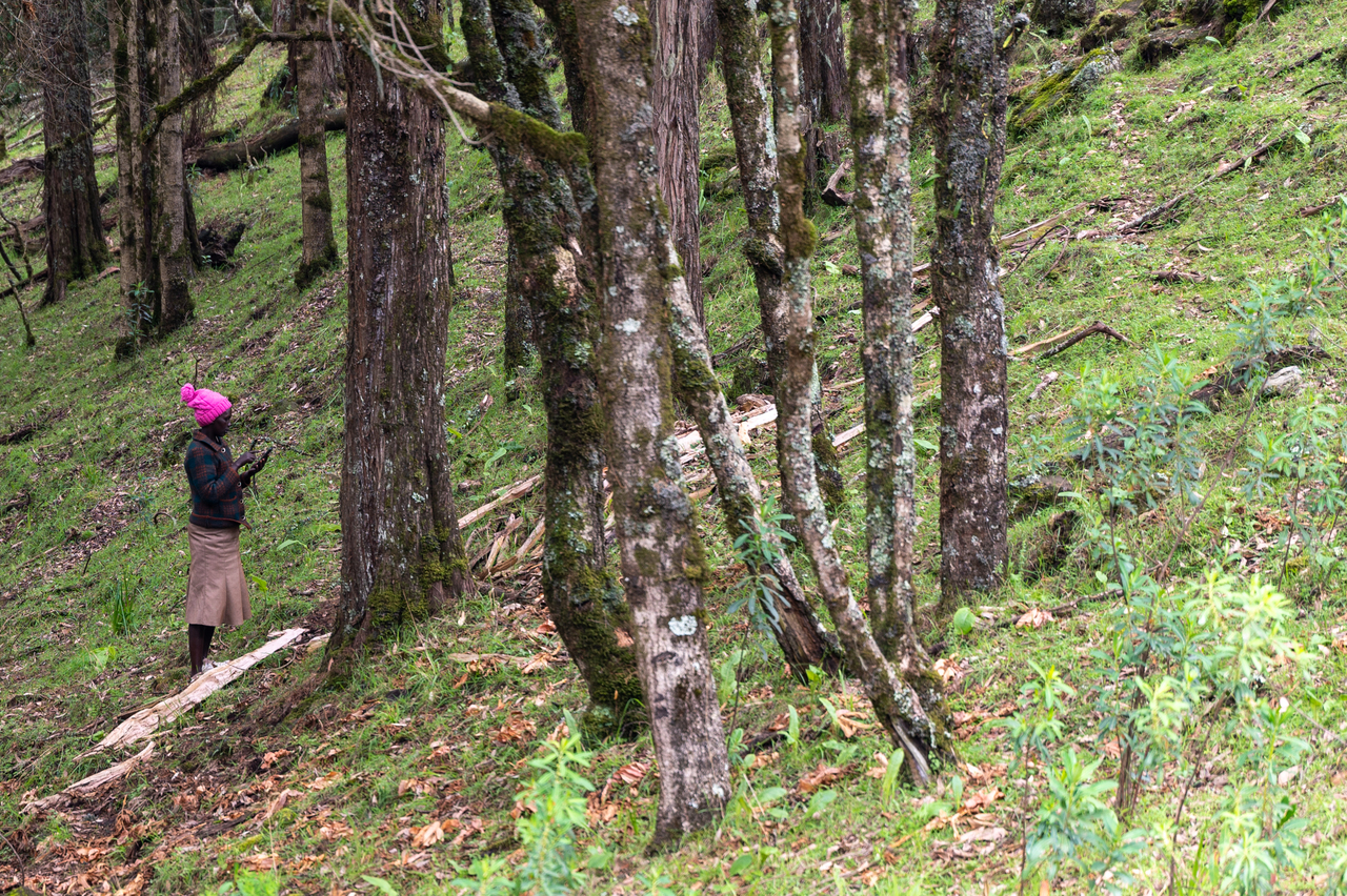 Ogiek woman mapping trees. Image credit: Courtesy of Digital Democracy