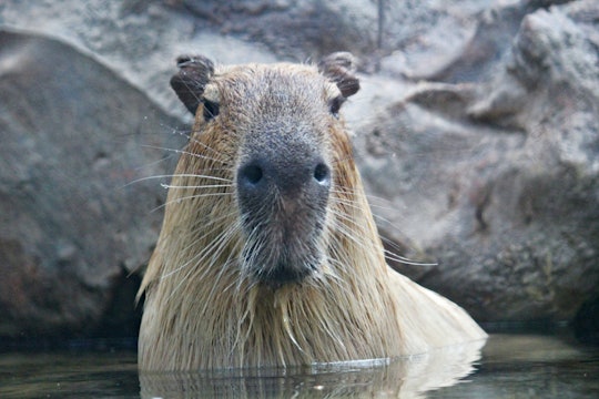 a large capybara standing in water