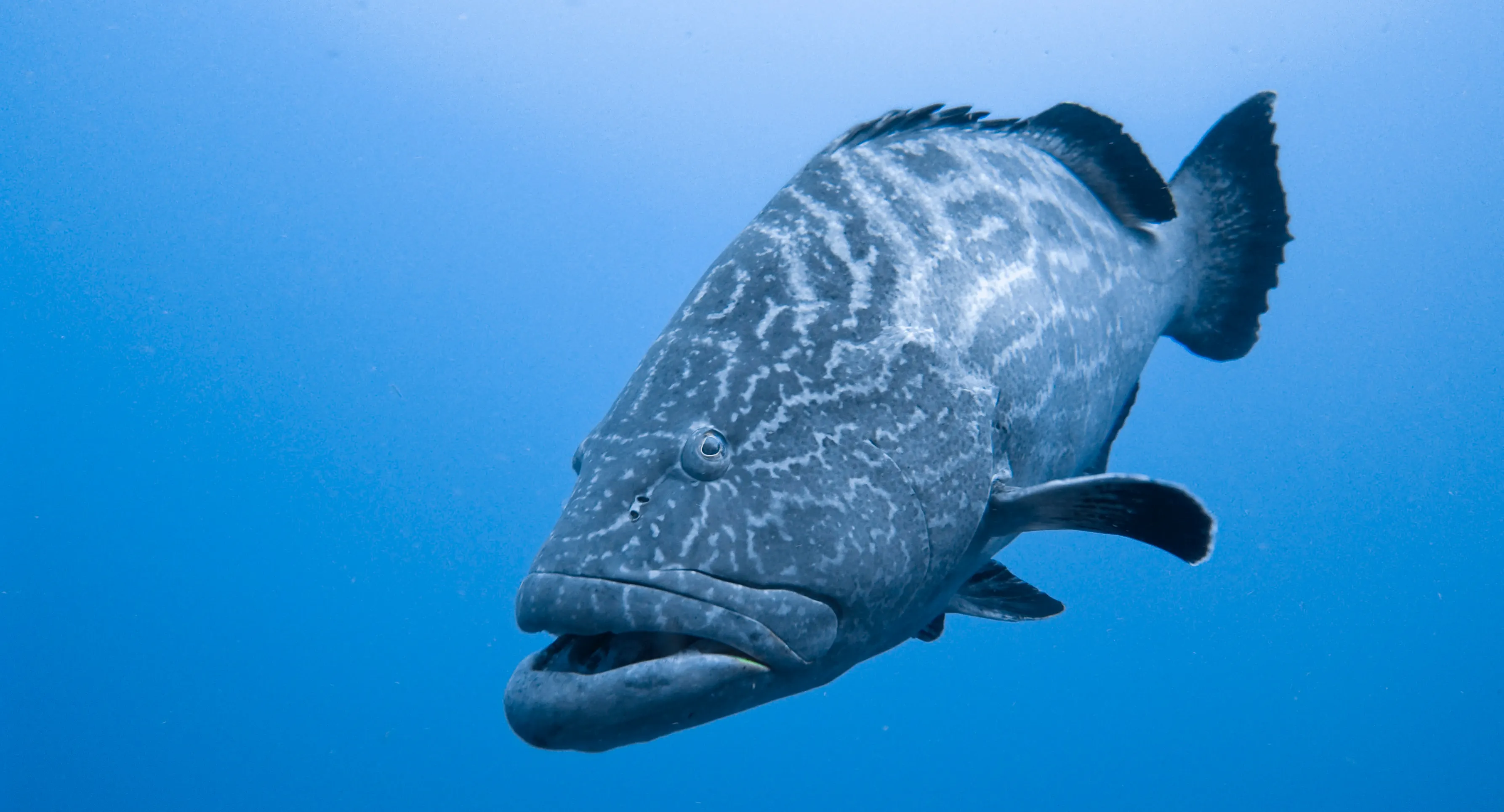 DNA barcodes help identify fish eggs and inform conservation