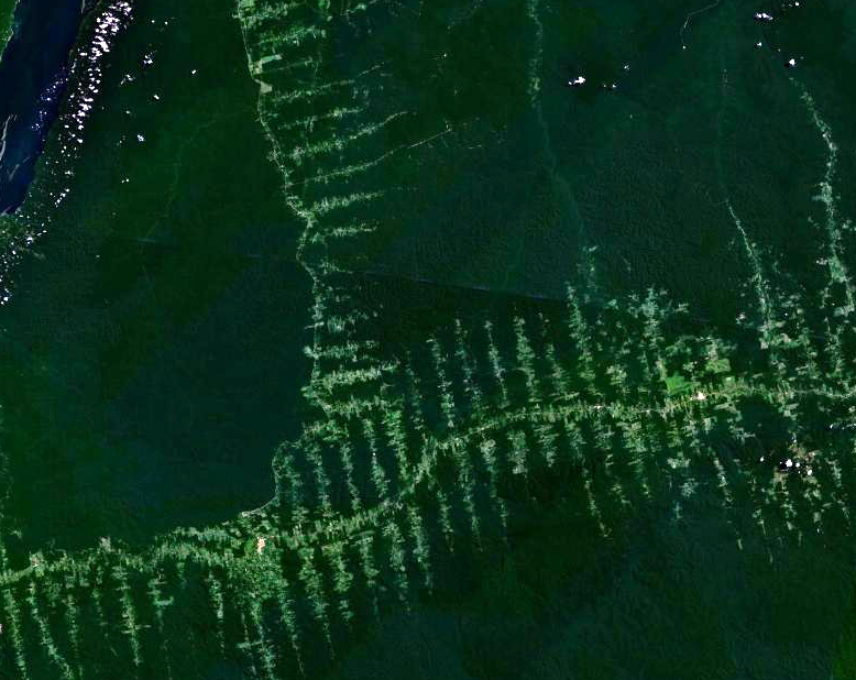 Overhead satellite of deforestation in the Amazon with "fishbone" pattern