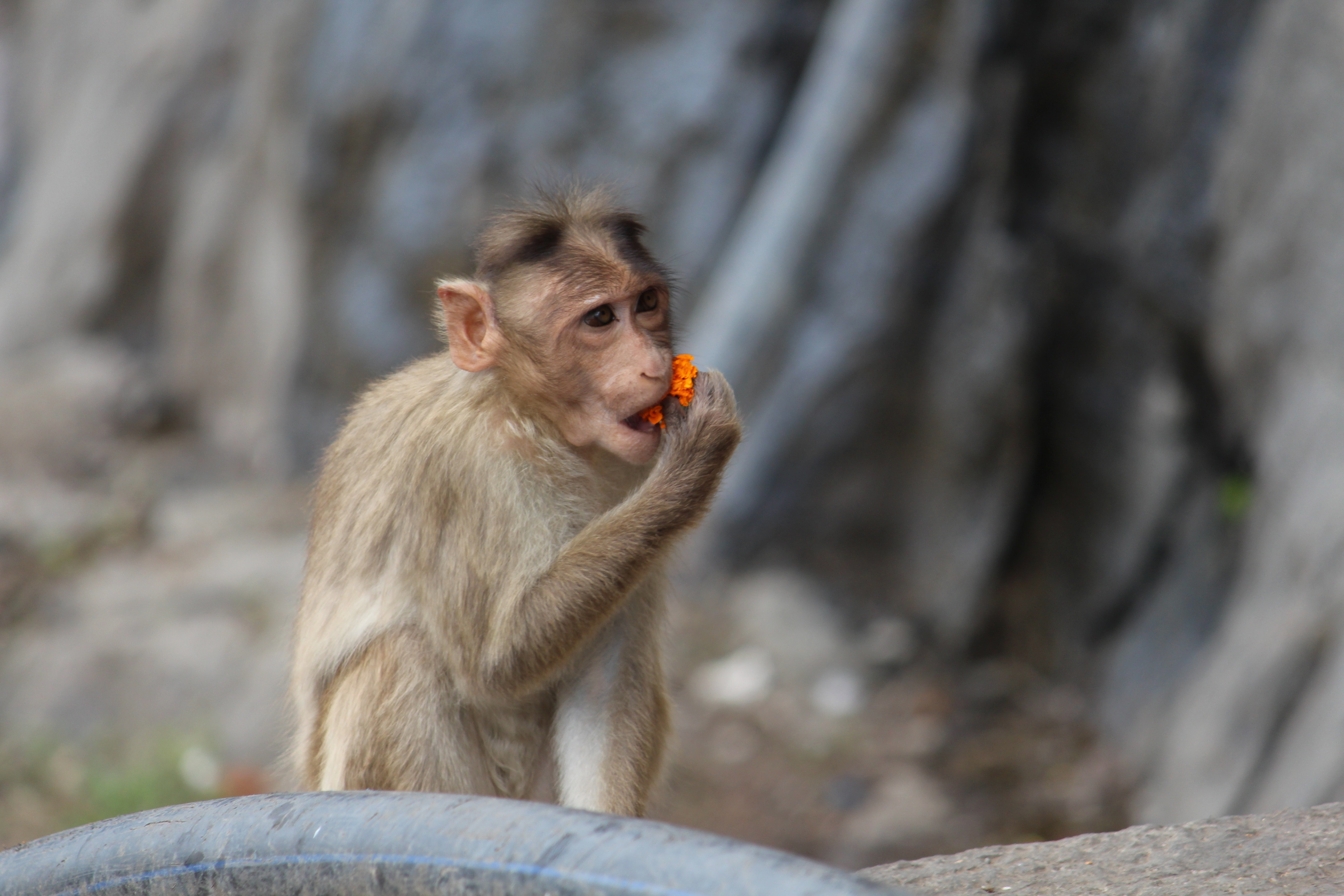 Baby rhesus macaque eating flowers