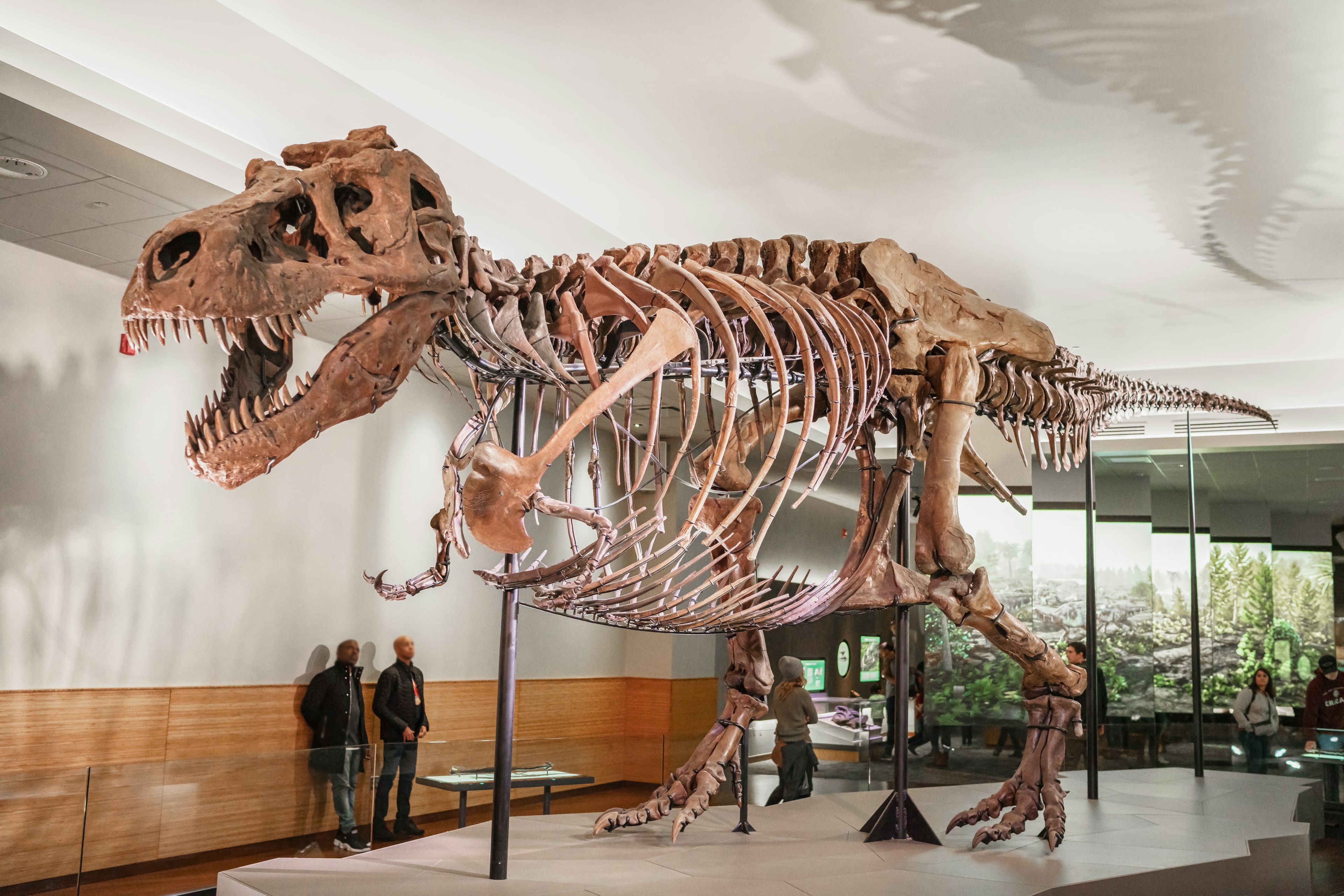 Sue, a reconstructed T. rex skeleton, at the Field Museum in Chicago