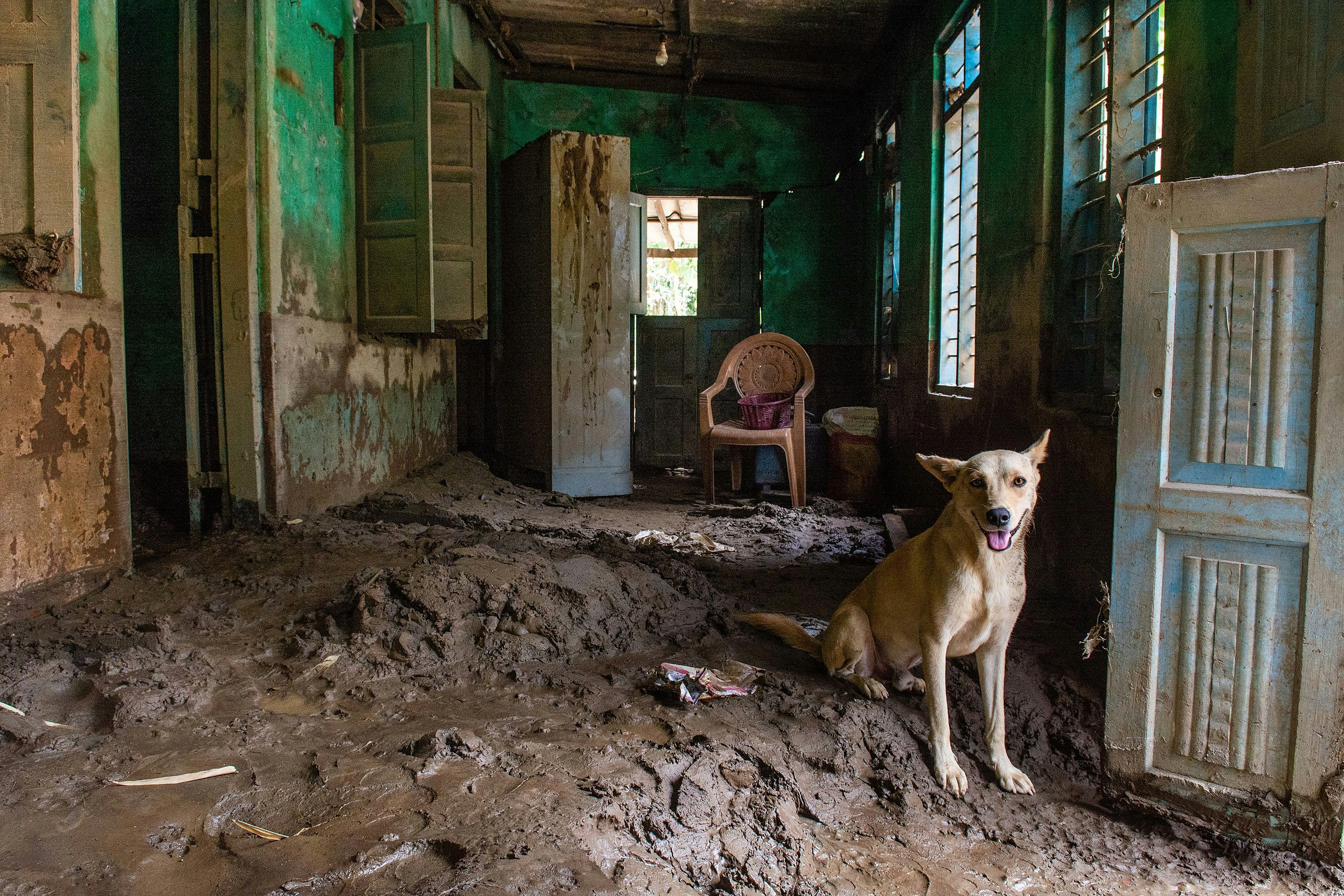 A dog guarding a home filled with mud after flooding