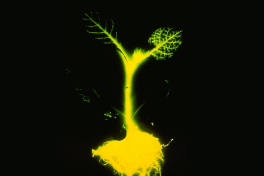 A tobacco plant genetically engineered with a firefly gene to glow bright green.