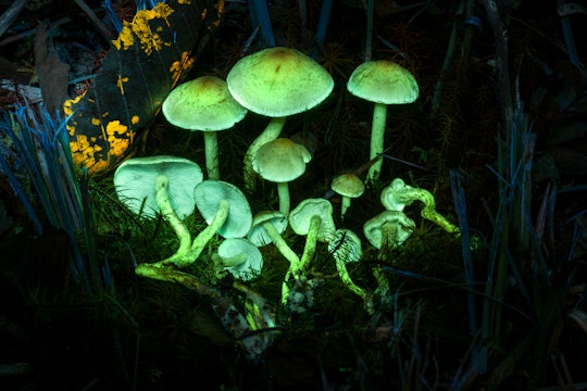 Hypholoma fasciculare, or the sulfur tuft mushroom