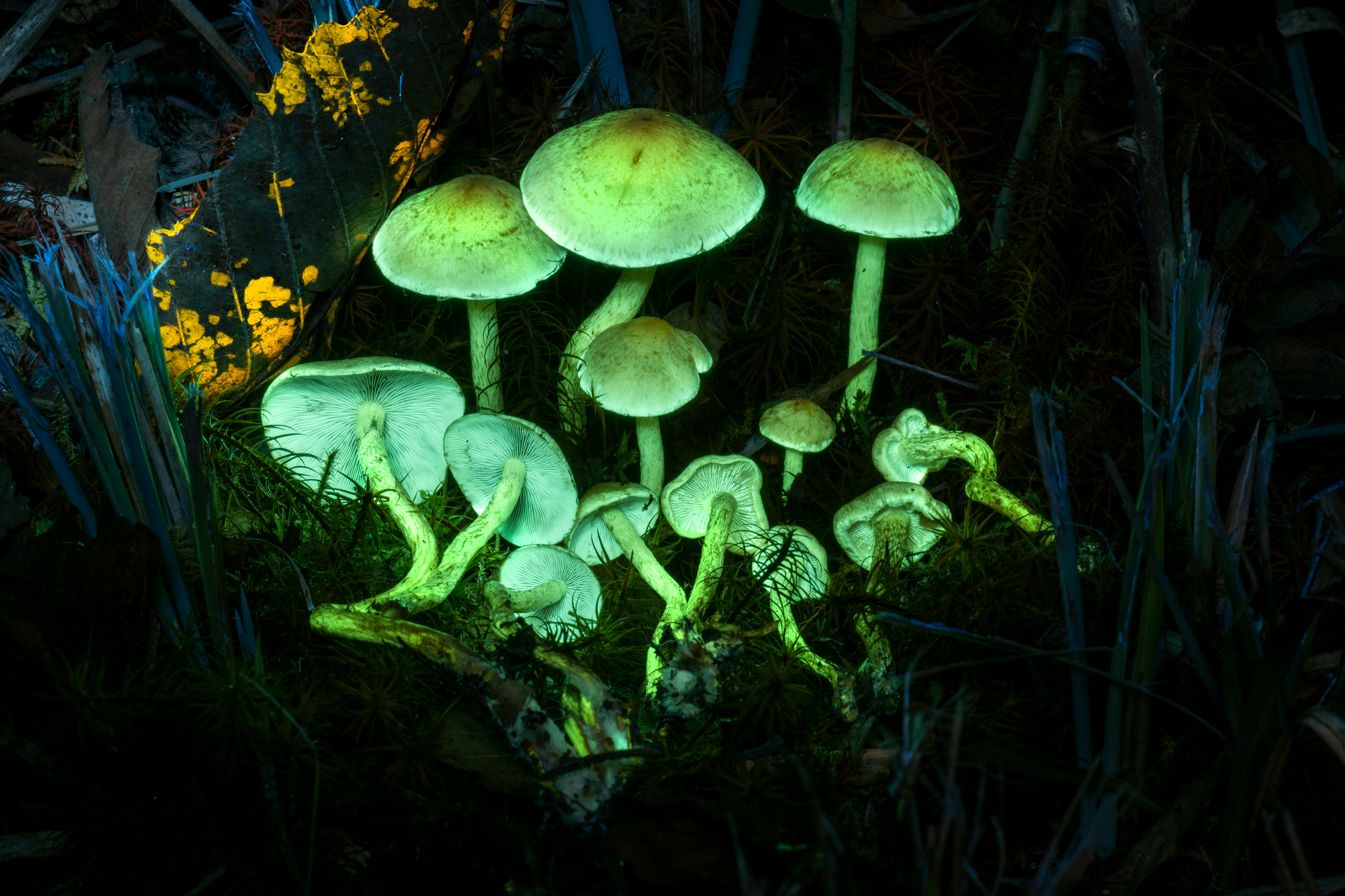 Fungus Friends