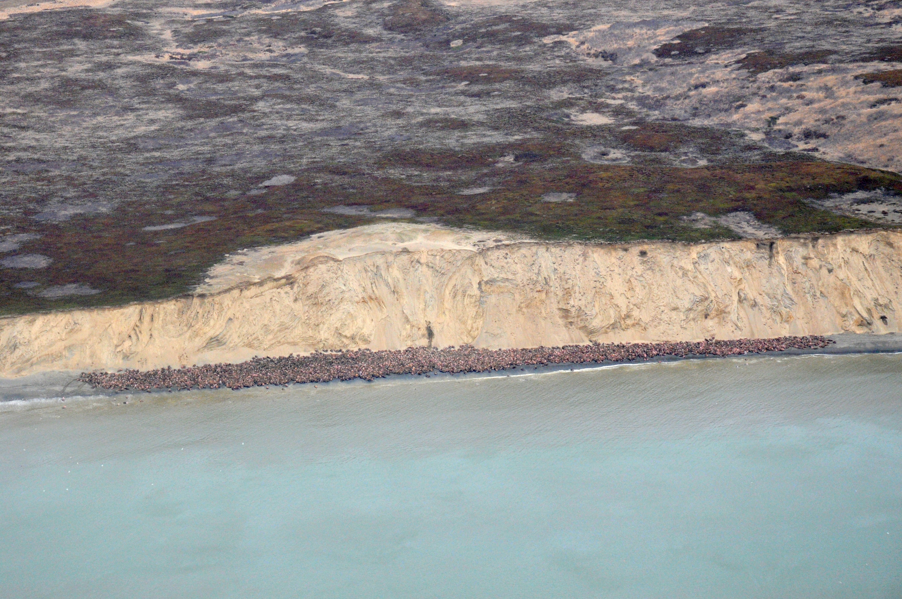 A huge group of walruses assemble along a coastline in what's called a haul out.