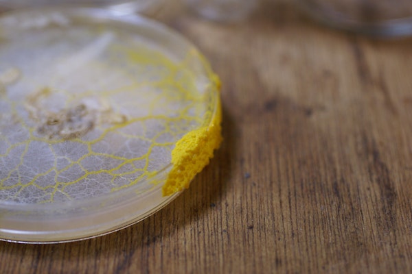 slime mold