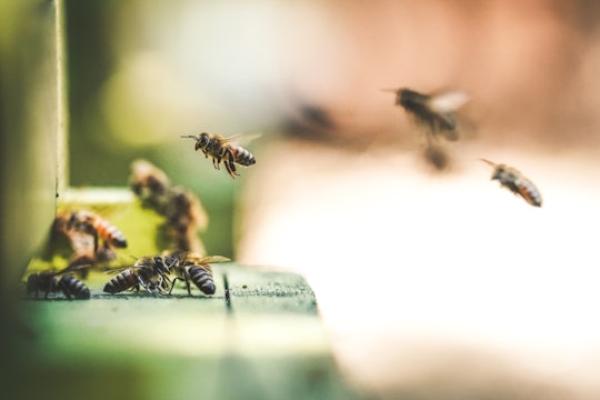 bees bees flying in to land with their group mates