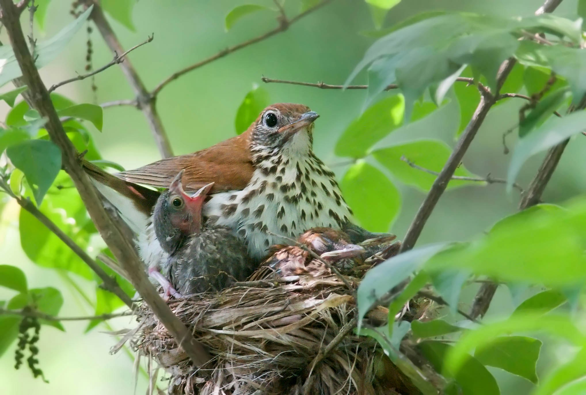 A wood thrush chick next to a much larger cowbird chick, parasitizing its nest