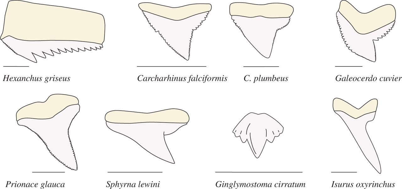 illustration of teeth