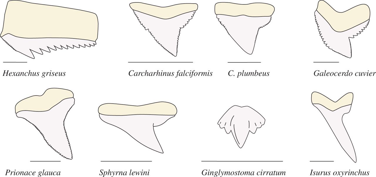 Types Of Shark Teeth Chart