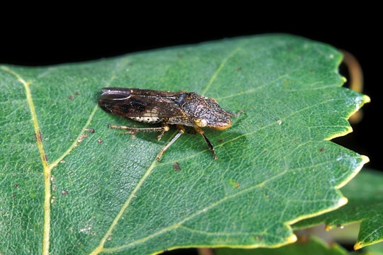 A glassy-winged sharpshooter, which transmits X. fastidiosa