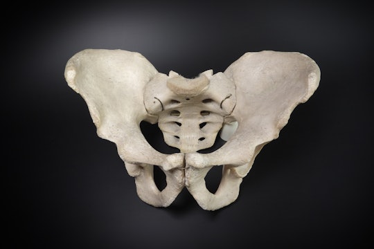 A human pelvis