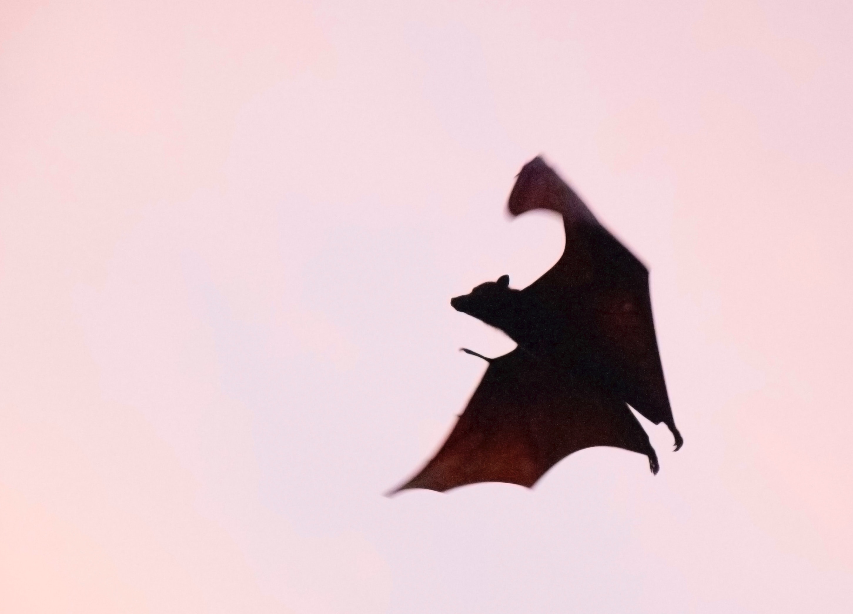 Silver Haired Bats Wake Up Re Heat Their Bodies And Flee When