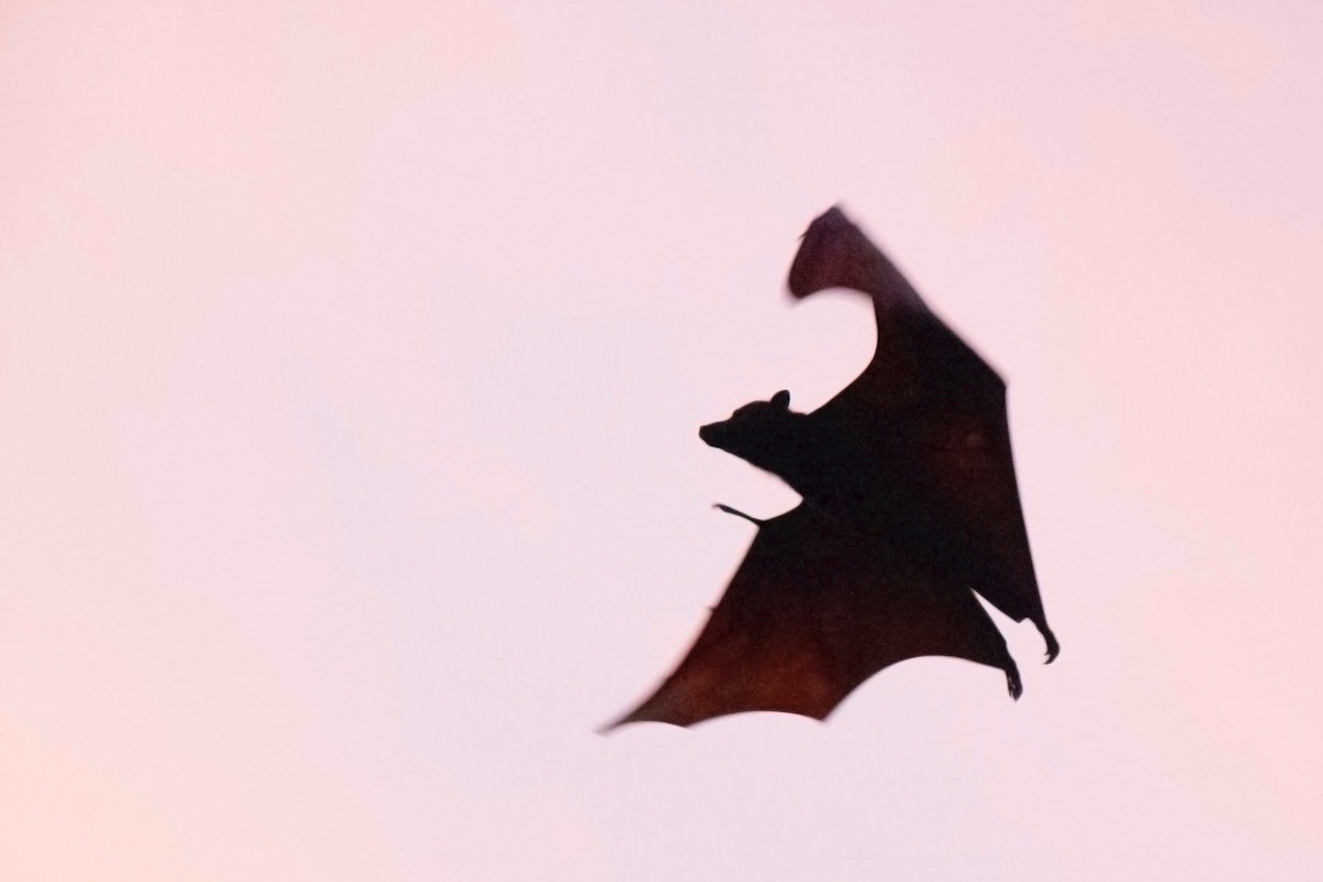 Silver Haired Bats Wake Up Re Heat Their Bodies And Flee When