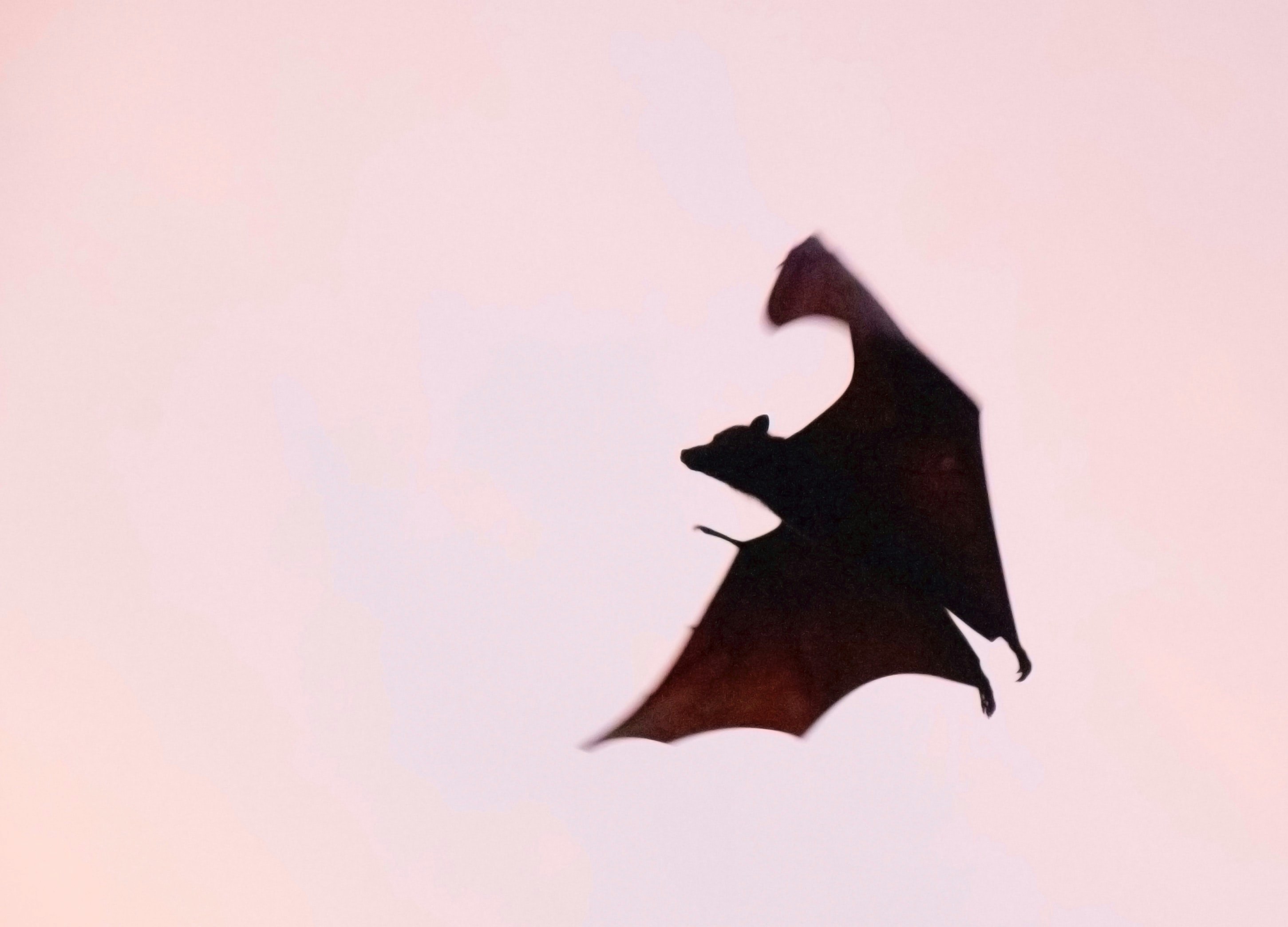 dark bat flying against pink sky