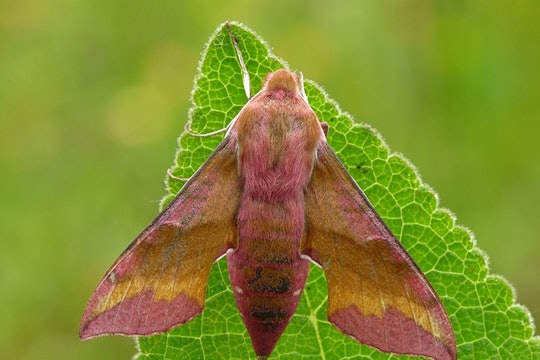 a large pink and yellow moth perched on a leaf