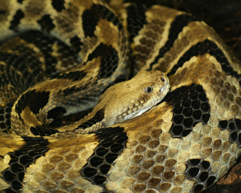 How photography can overturn traditional killing of rattlesnakes