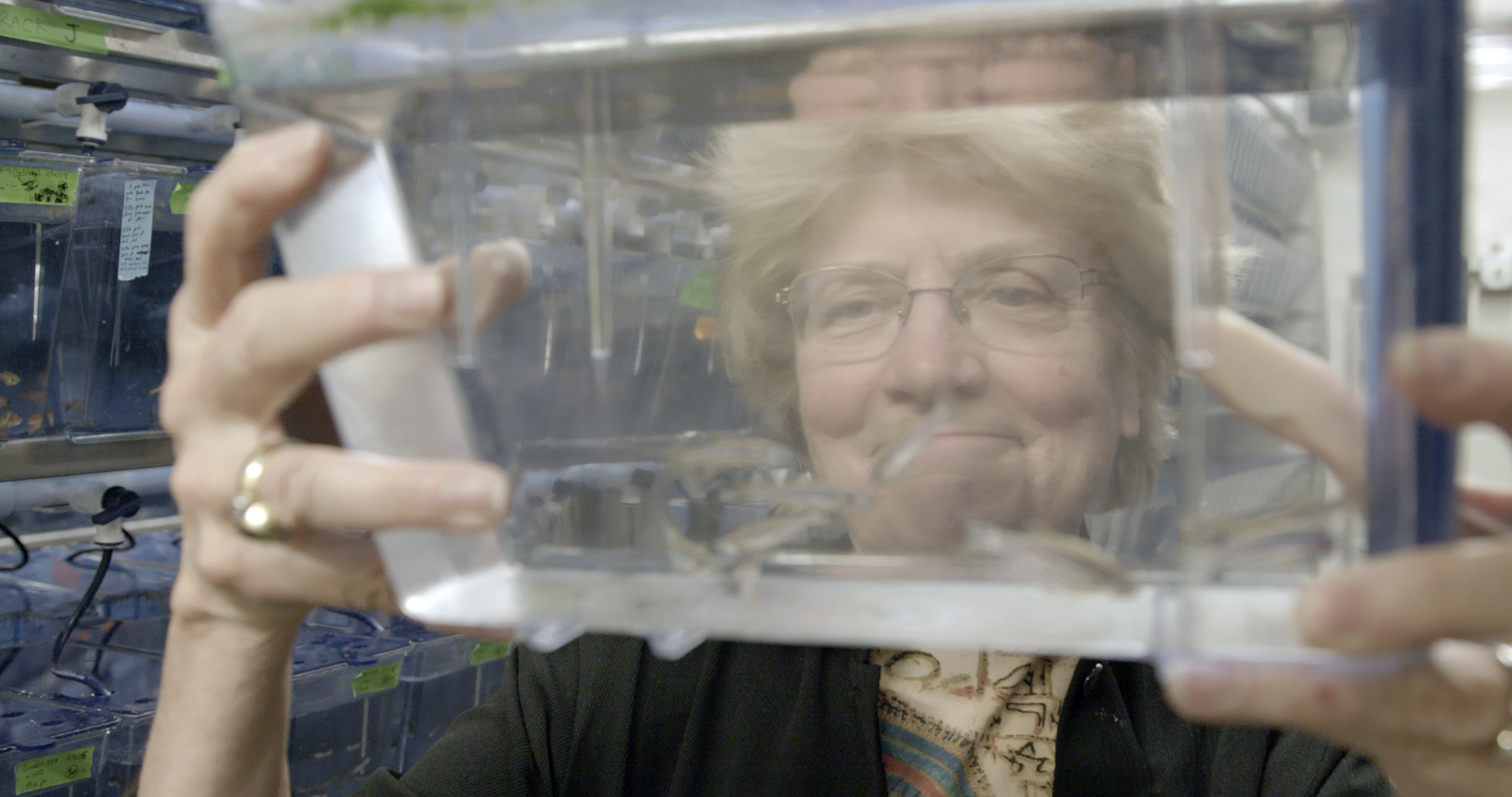 MIT biologist Nancy Hopkins looking into a water tank