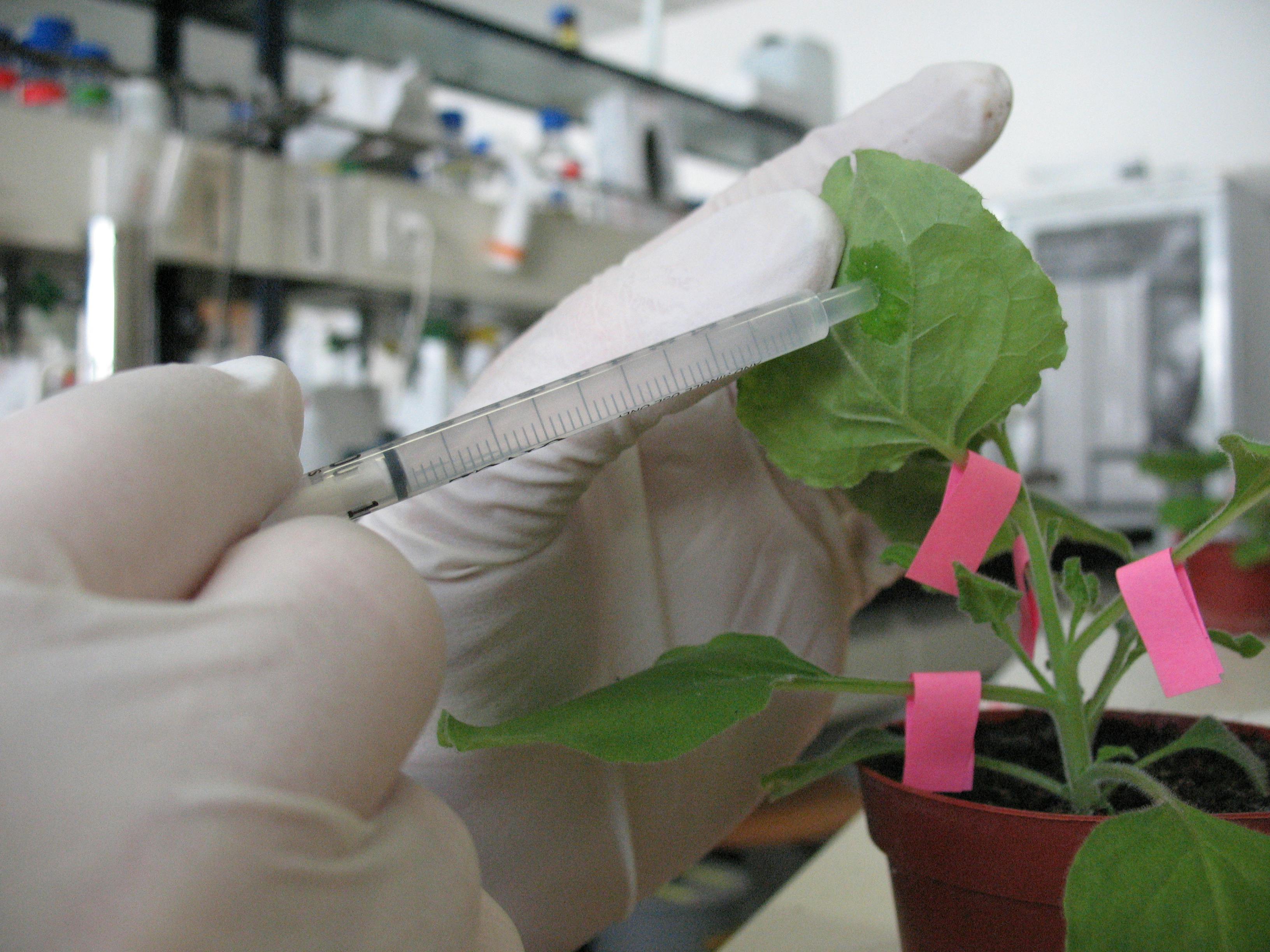 Nicotiana benthamiana being agroinfiltrated, injected with Agrobacterium