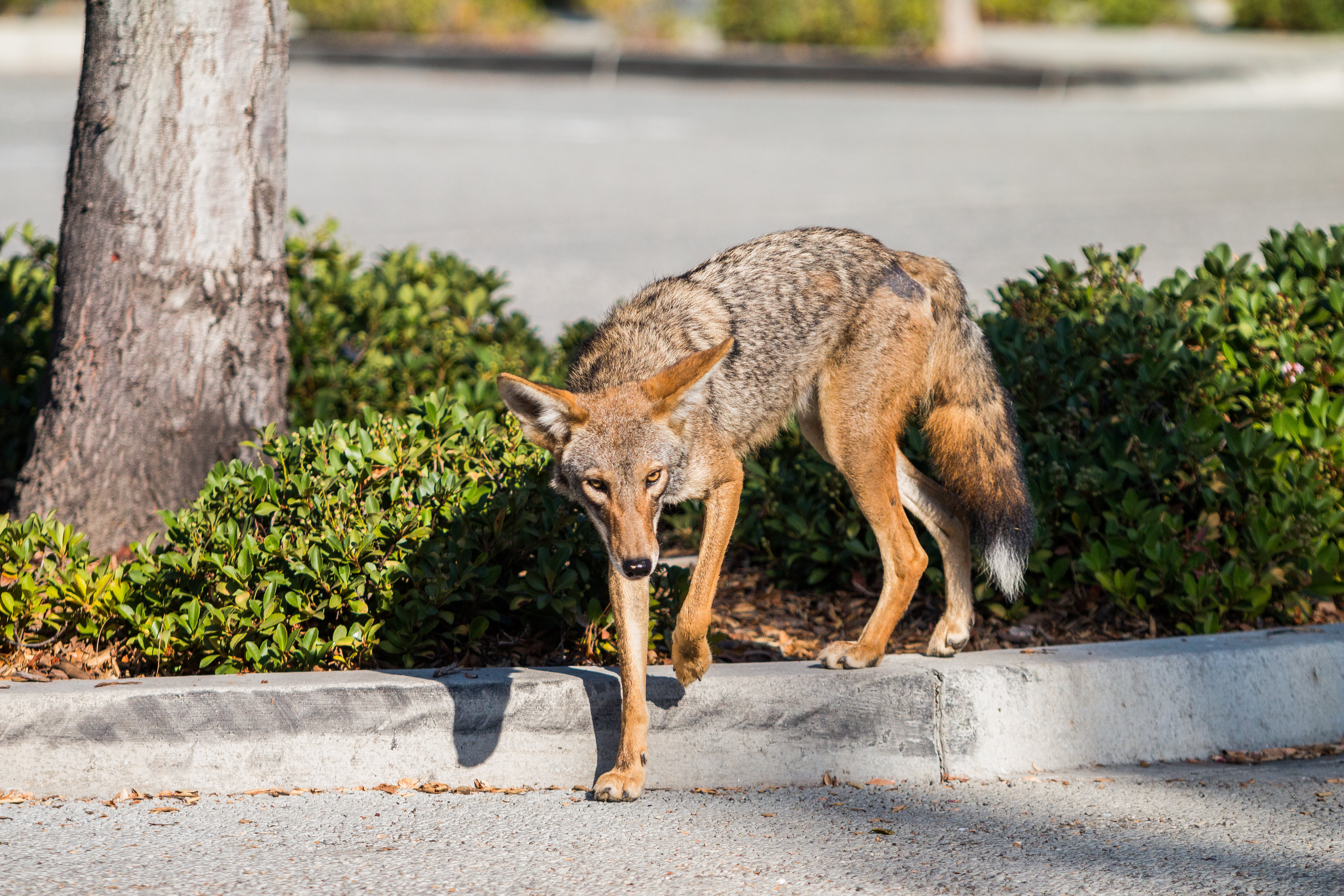 Urban coyote