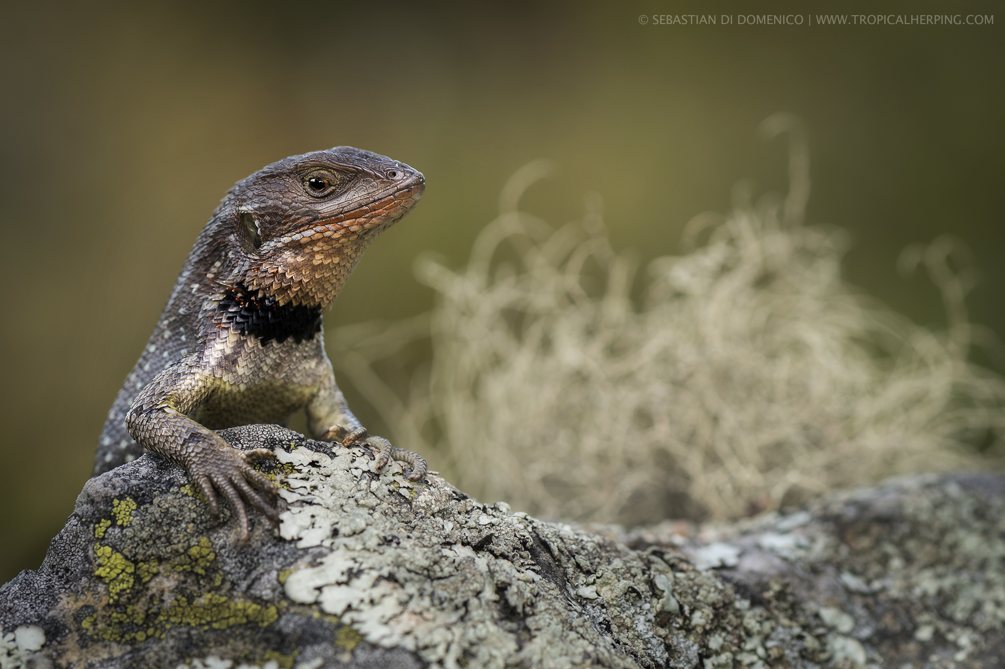 Stenocercus trachycephalus