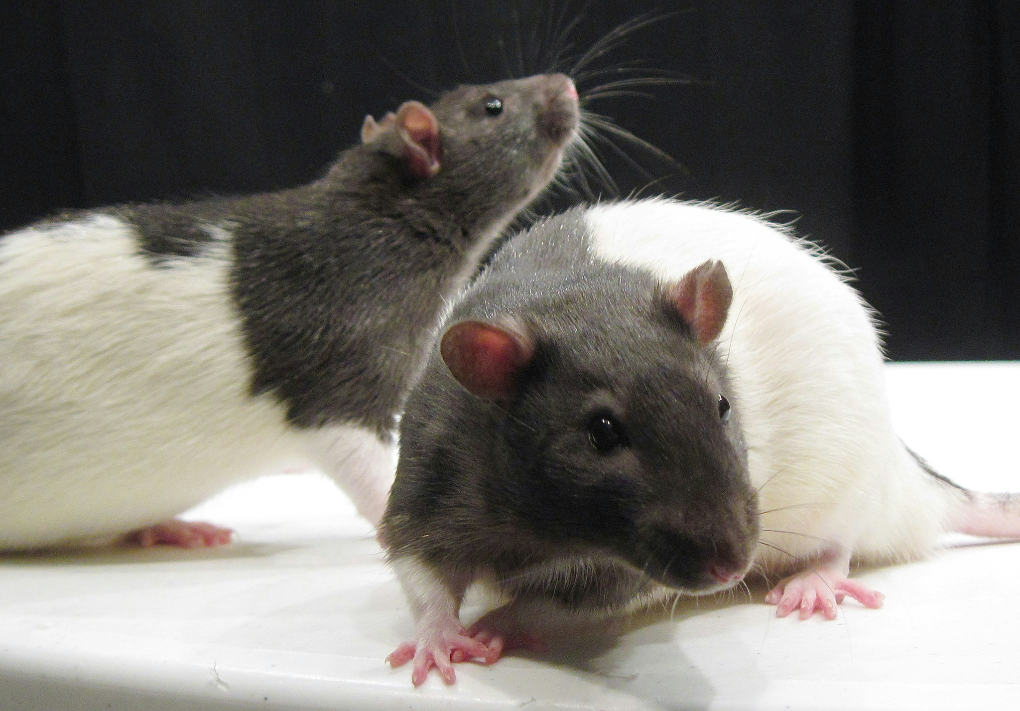 A pair of black and white rats