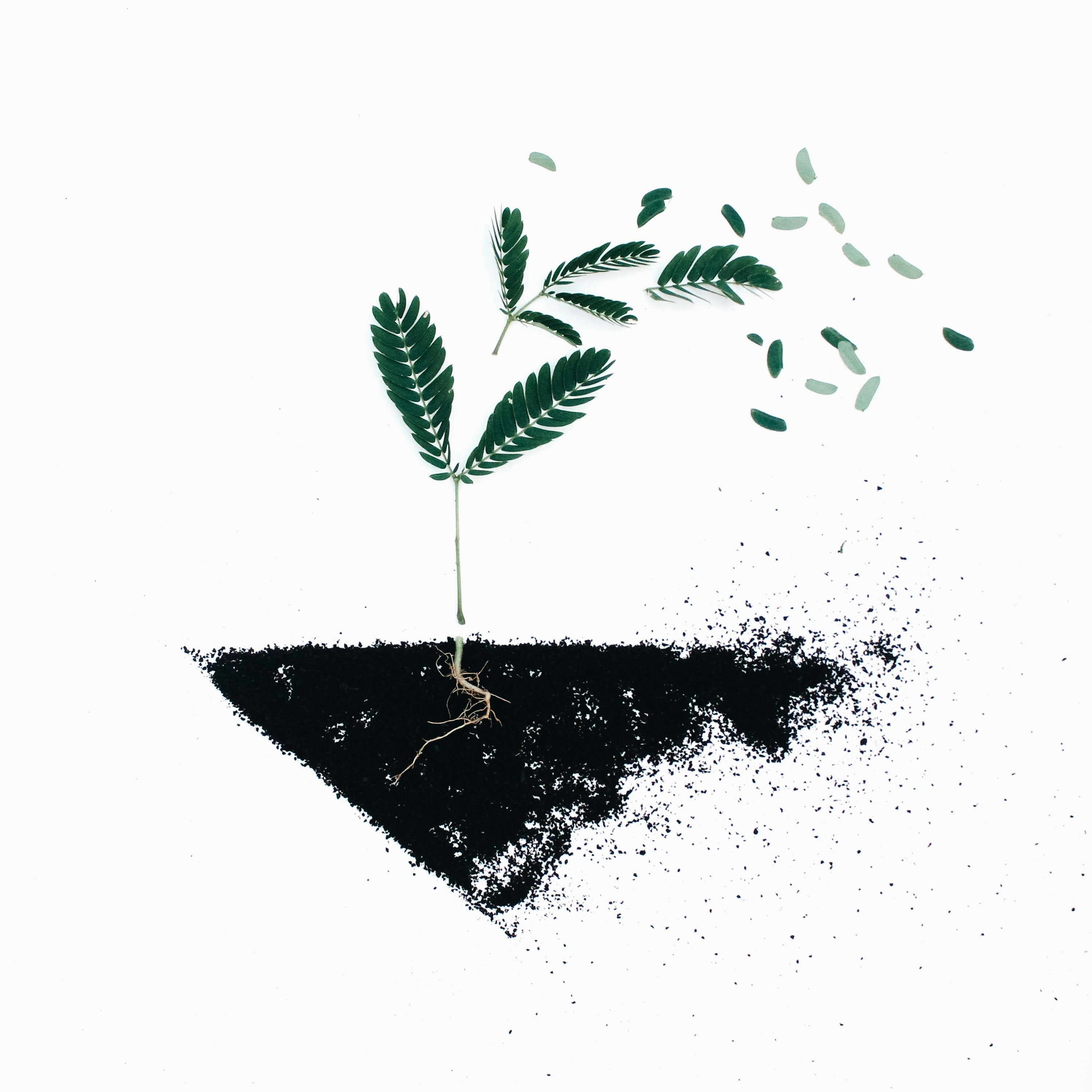 a drawing of a plant in the dirt with its roots visible
