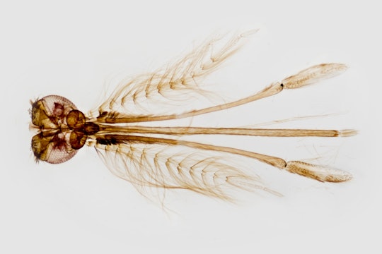 An enlarged view of the head region of a female Anopheles gambiae mosquito