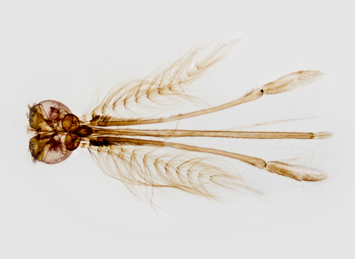 An enlarged view of the head region of a female Anopheles gambiae mosquito