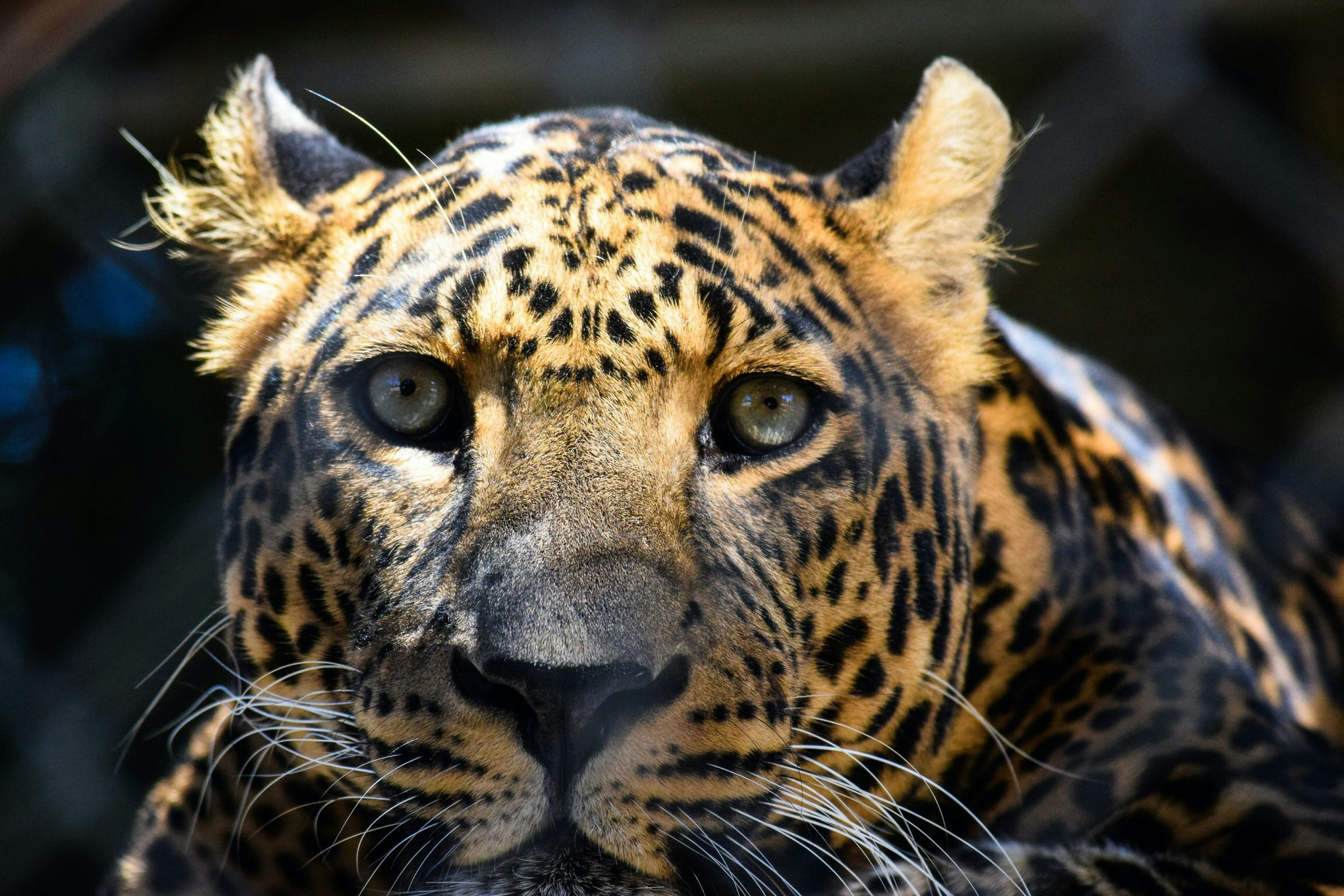 A leopard looking directly at the camera