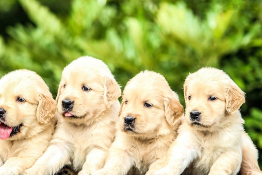 five identical looking golden retriever puppies standing in a line