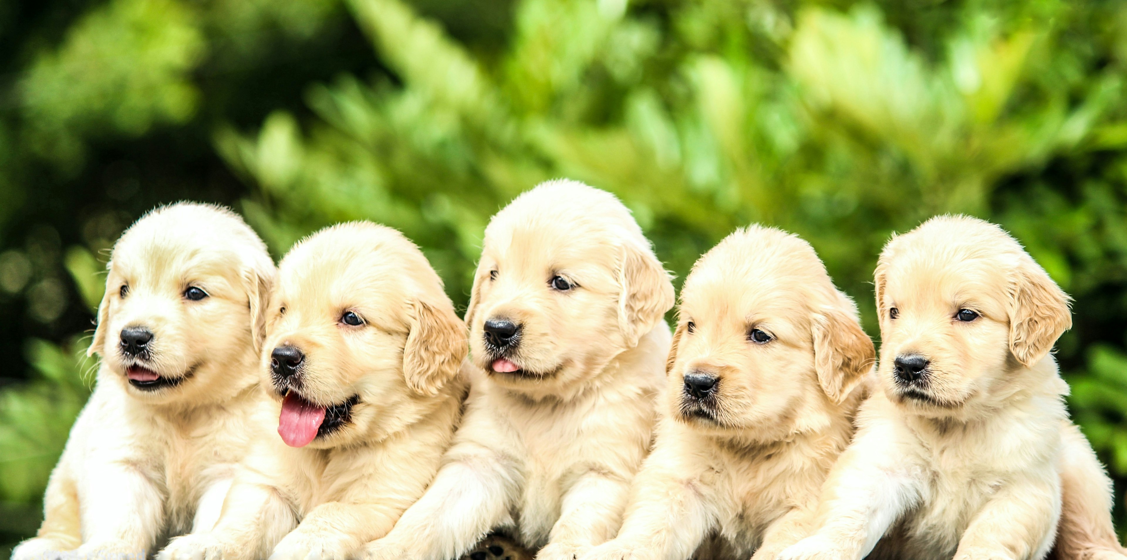 five identical looking golden retriever puppies standing in a line