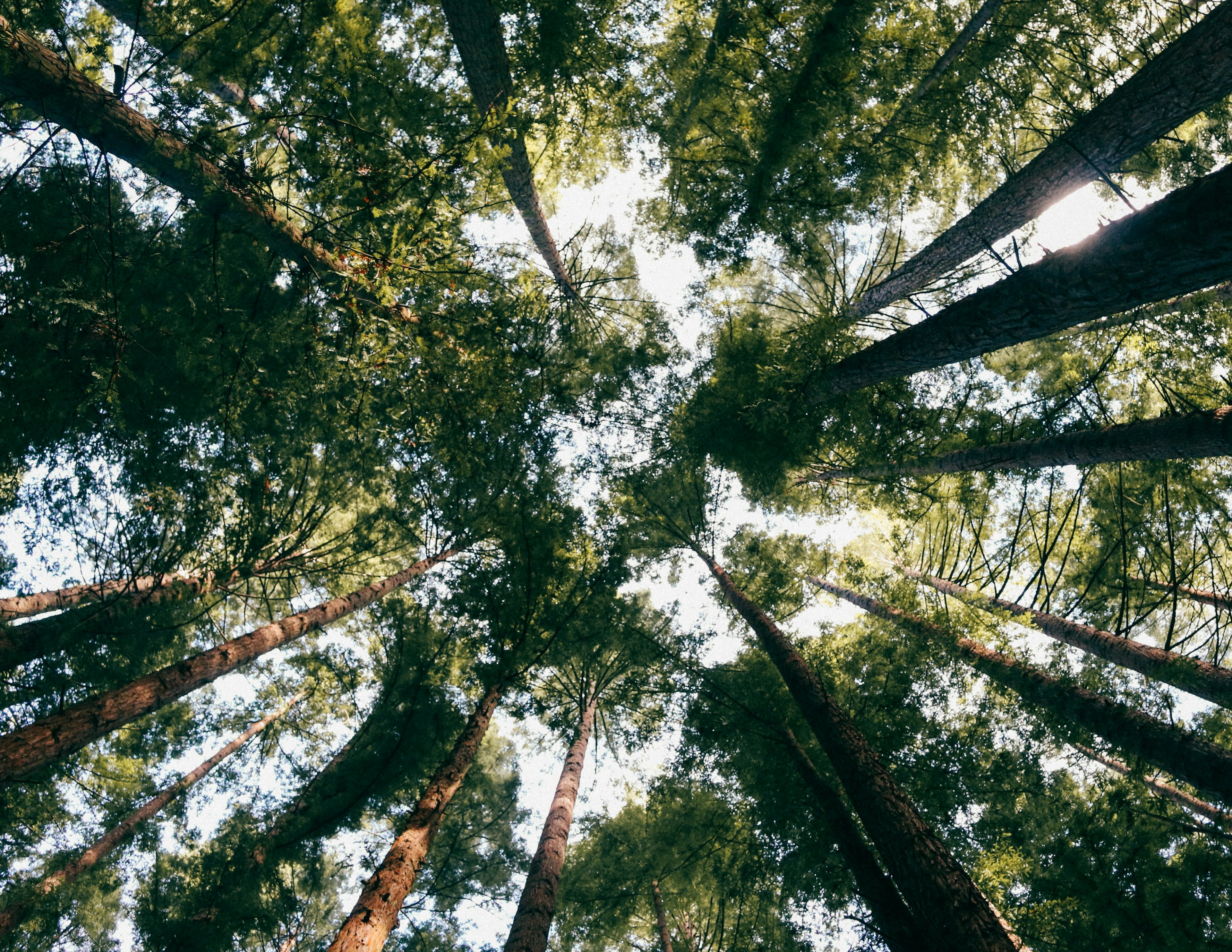 first-hand view of looking up at tall trees from the ground