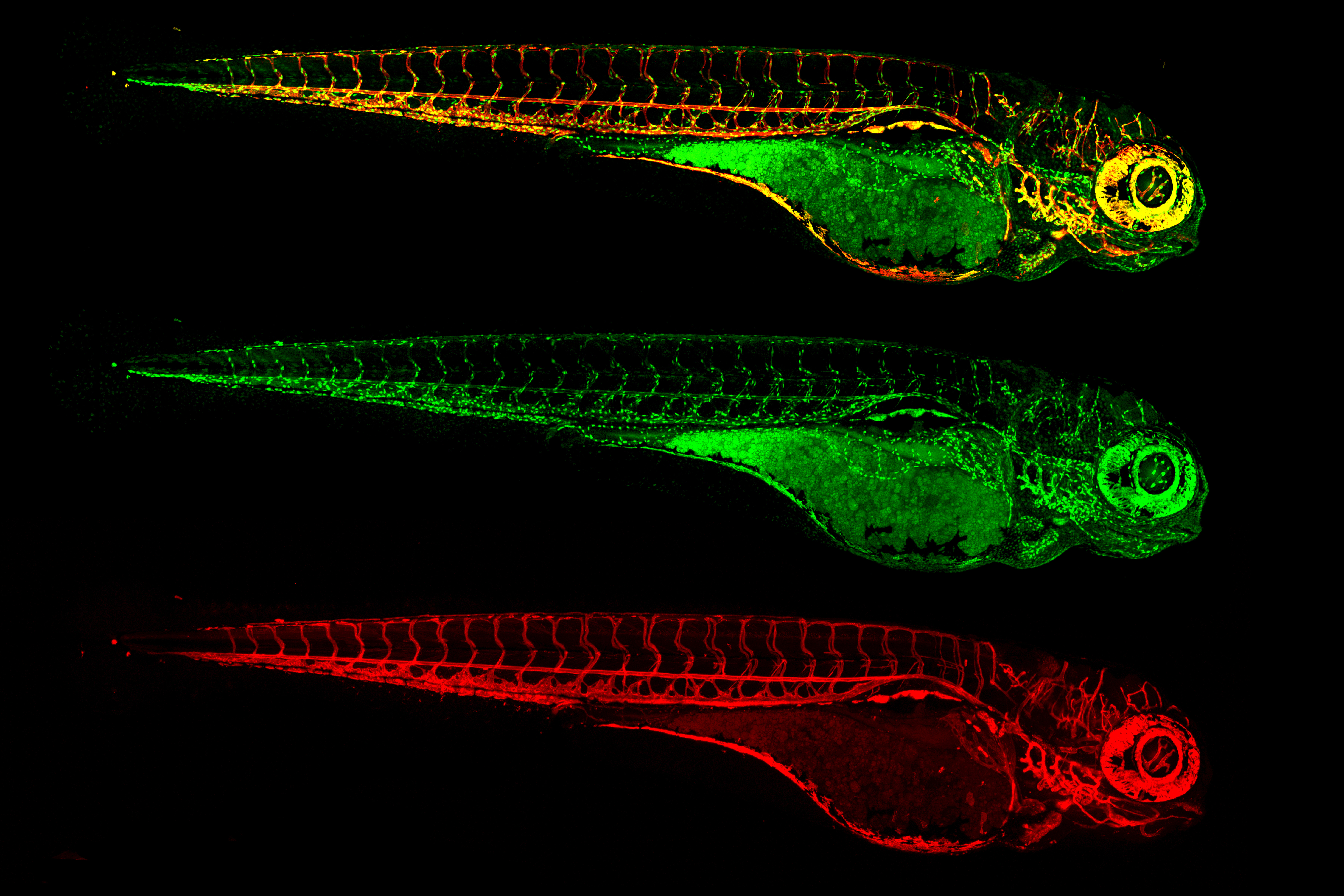 Zebrafish larva bioengineered two have blood vessels glow in red and blood vessel cell nuclei in green