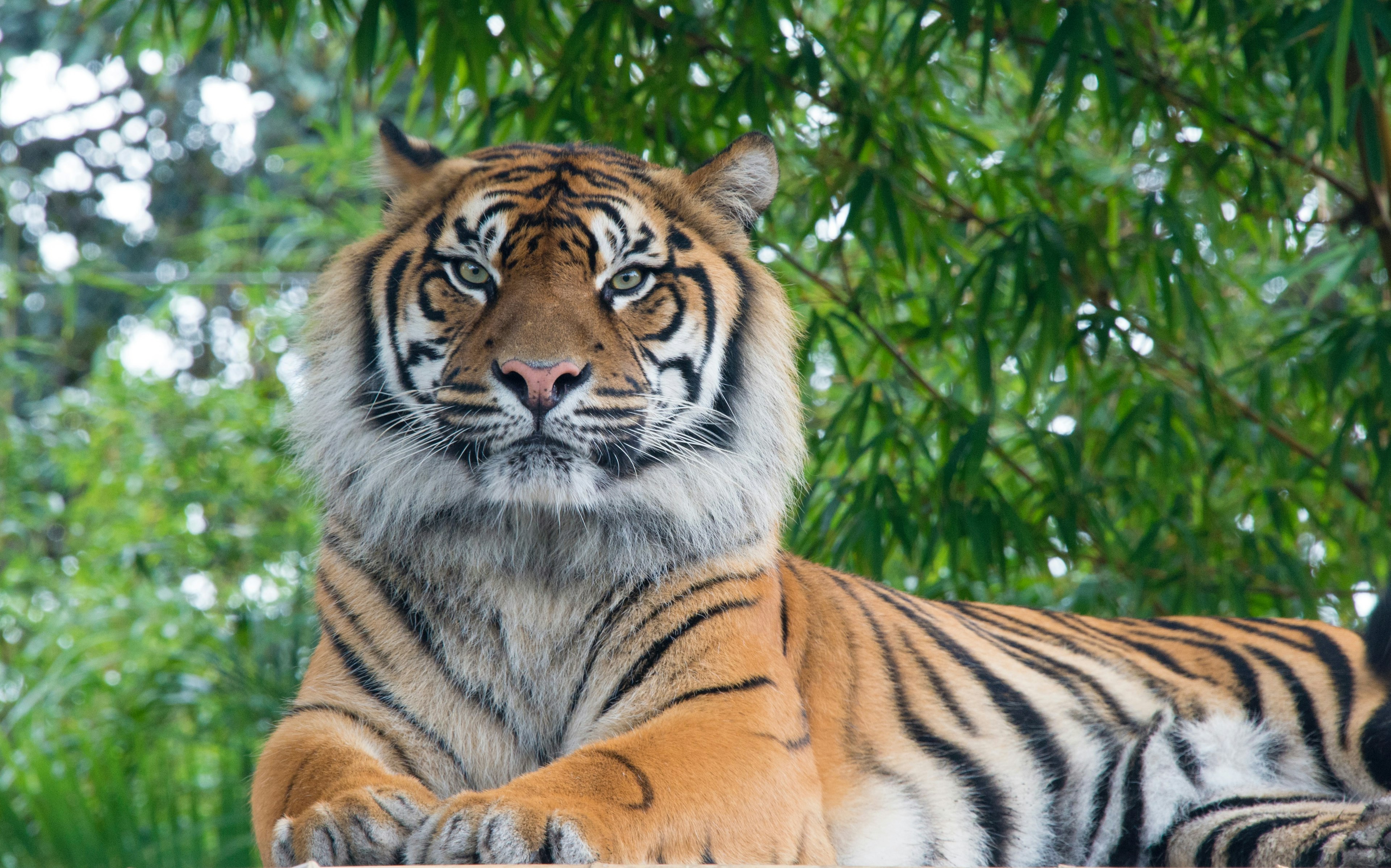 an adult tiger in nature