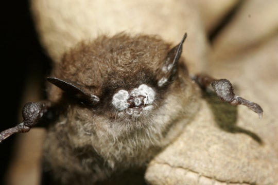 A little brown bat with the white nose syndrome fungus
