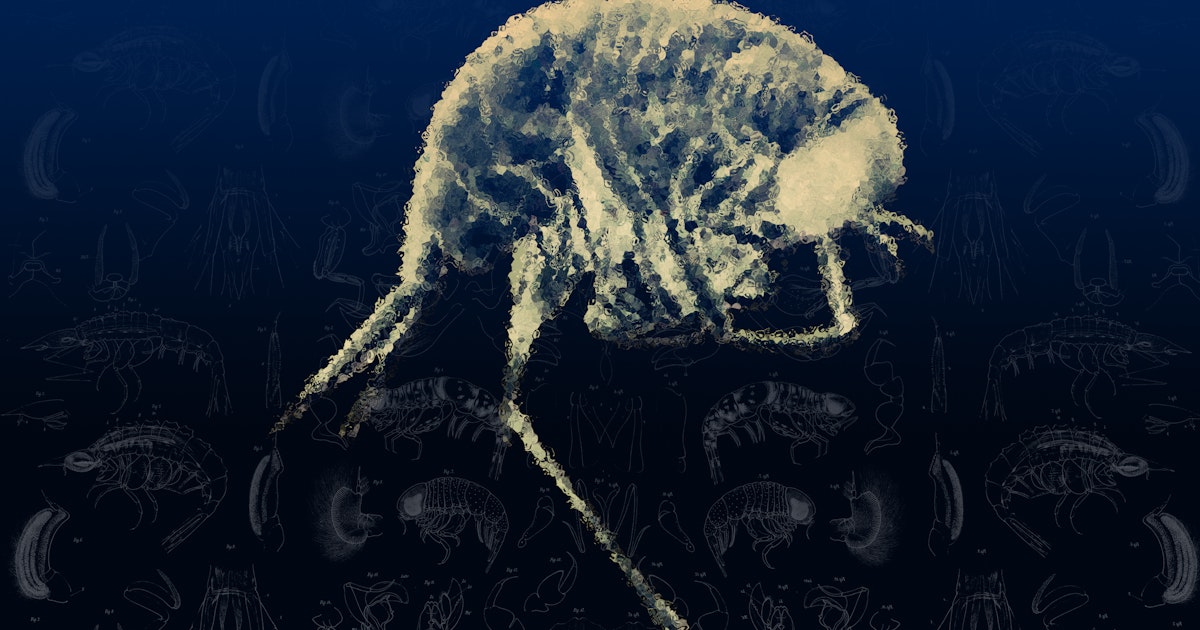 These Weird Ocean Aliens Are Basically Invisible