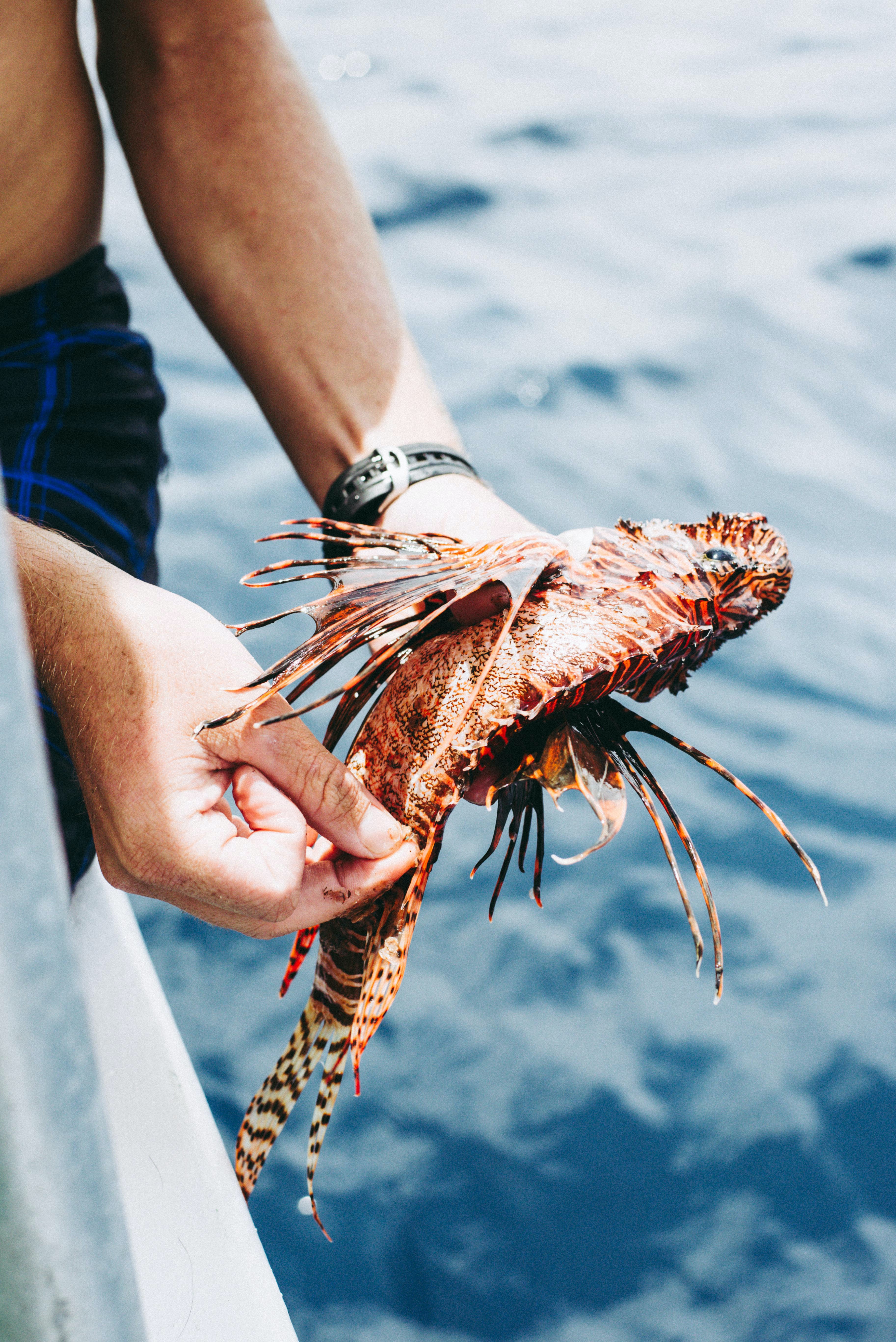 A person holds a lionfish they fished out of the ocean