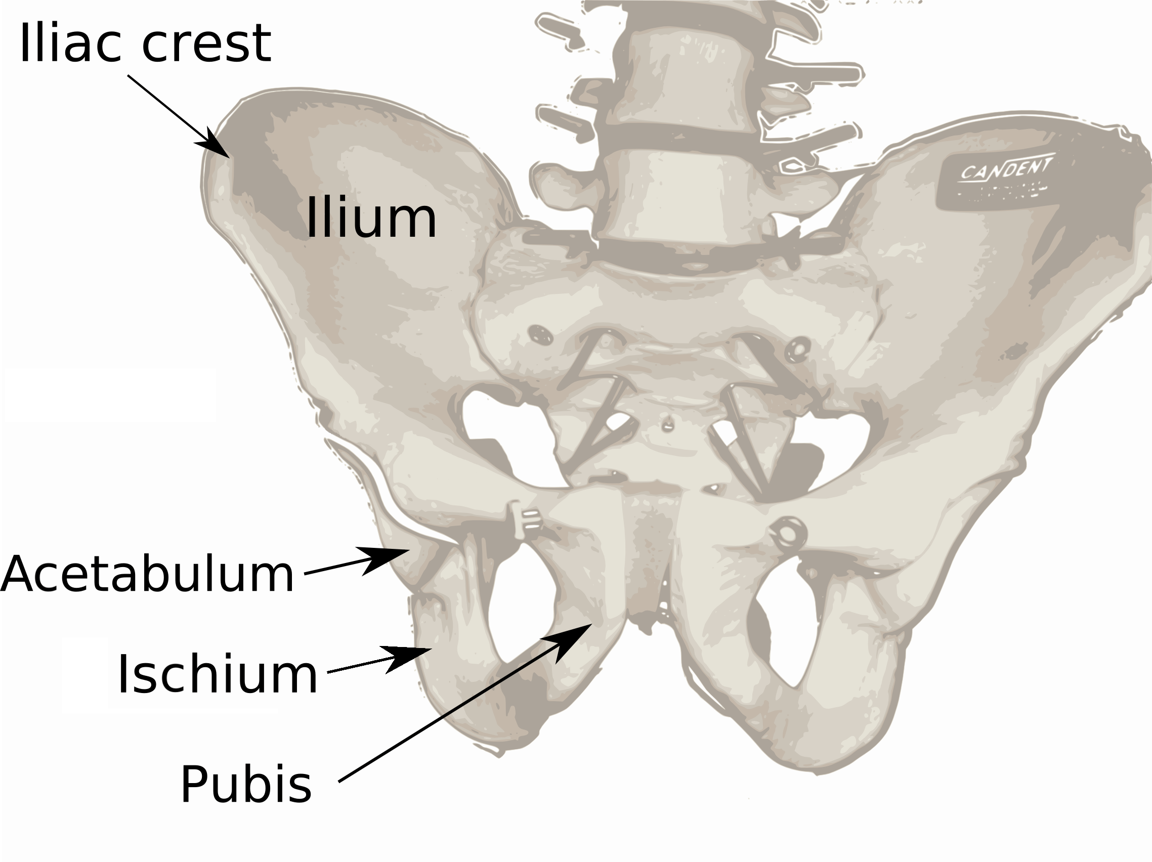 How Did Human Butts Evolve To Look That Way