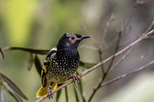 A Regent honeyeater, a passerine songbird native to Australia. It has black and white speckling on its body, a yellow tail, and yellow splotches on its face